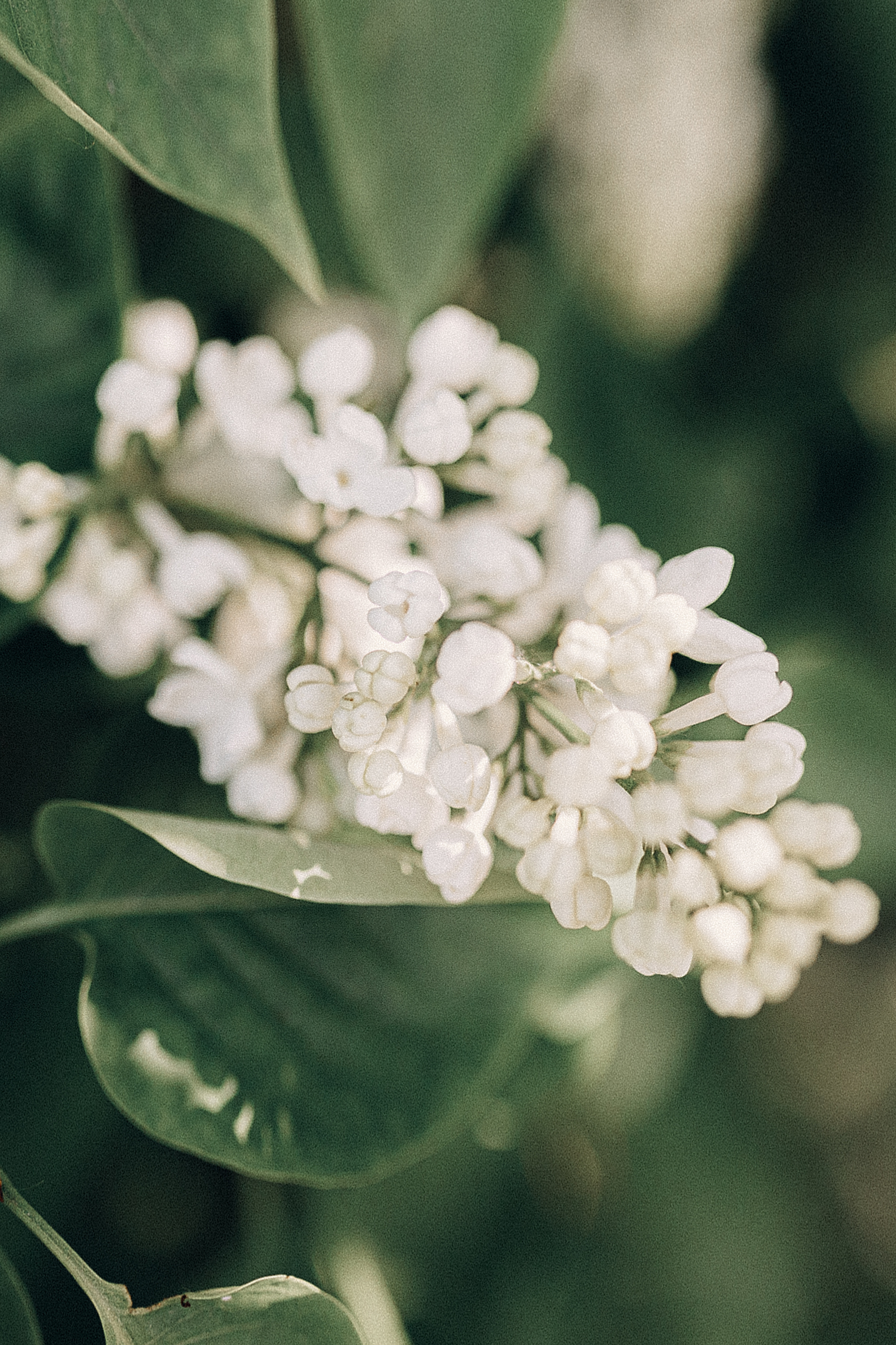 Василиса. Сиреневей сад. Фотограф Хабаровск| Яна Золотова LifeStyle портрет, в ожидании, пары,