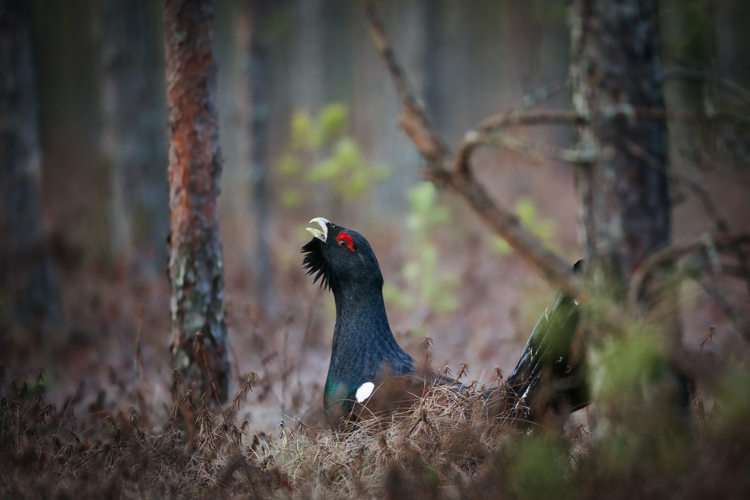 Средняя полоса России. Фотограф Владимир Медведев