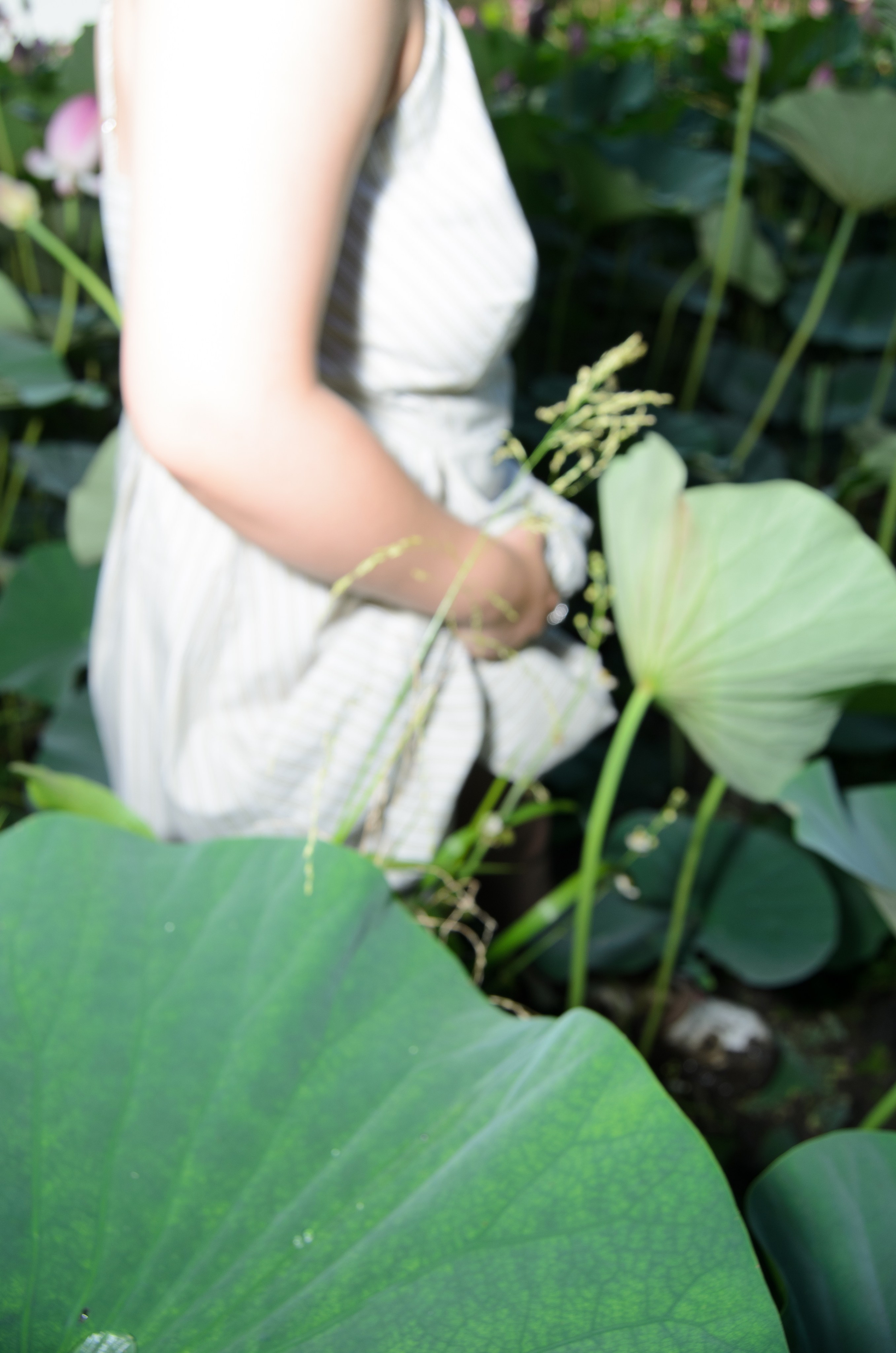 Лотосы. Колентеева Наталья/фотограф