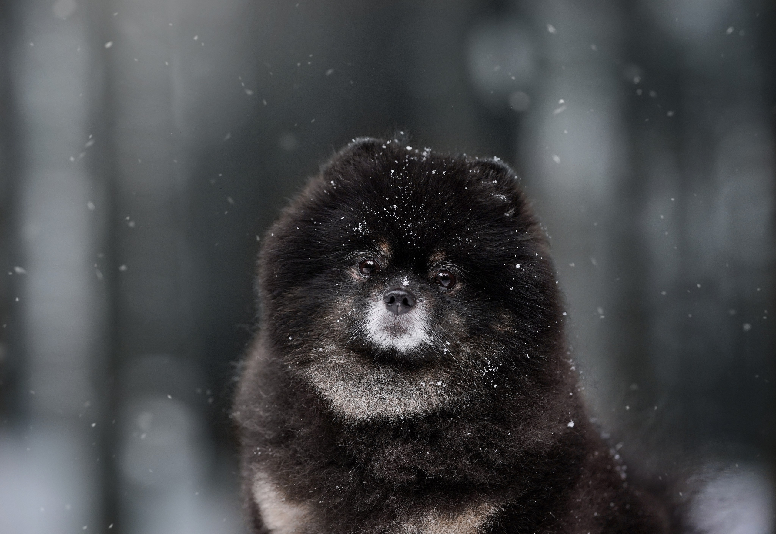 Бенчи и Арчи. Фотограф-анималист в Санкт-Петербурге Яна Мартынова