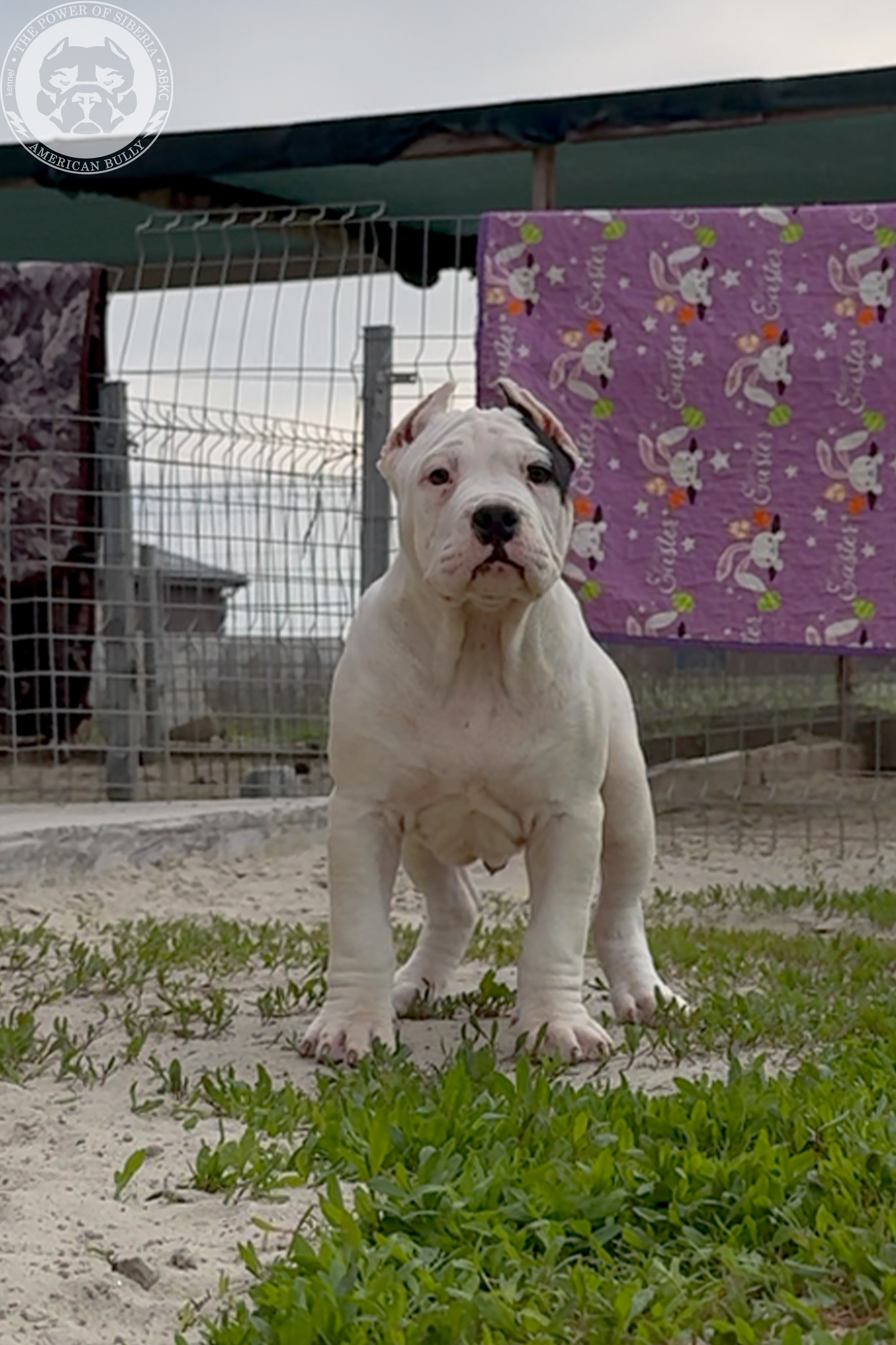 20.01.26-Рокси-Арчи. Американский Булли в г. Ростов-на-Дону. Питомник THE POWER OF SIBERIA
