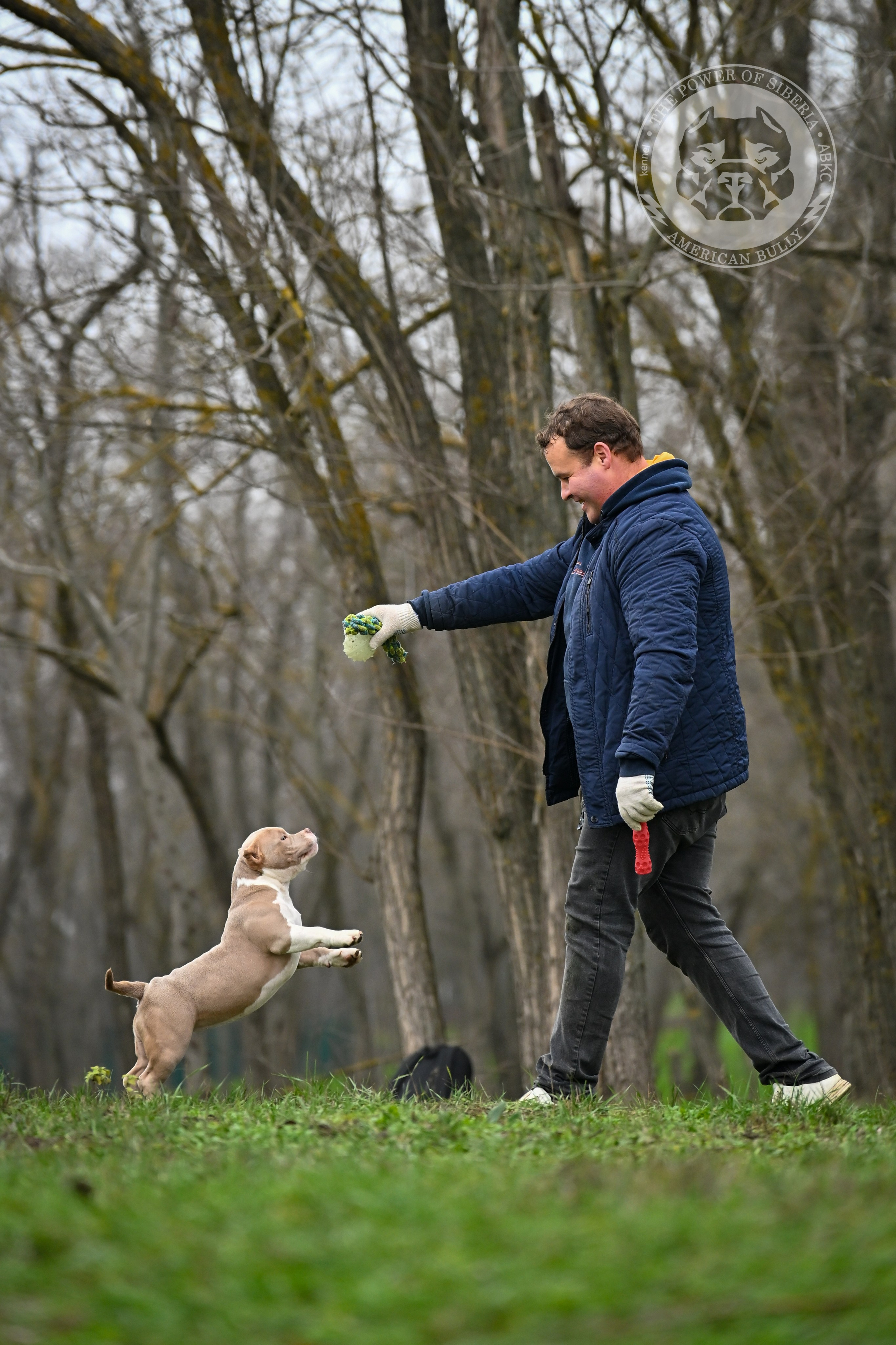 NIRVANA KENNEL LEONA — TPOS. Американский Булли в г. Ростов-на-Дону. Питомник THE POWER OF SIBERIA