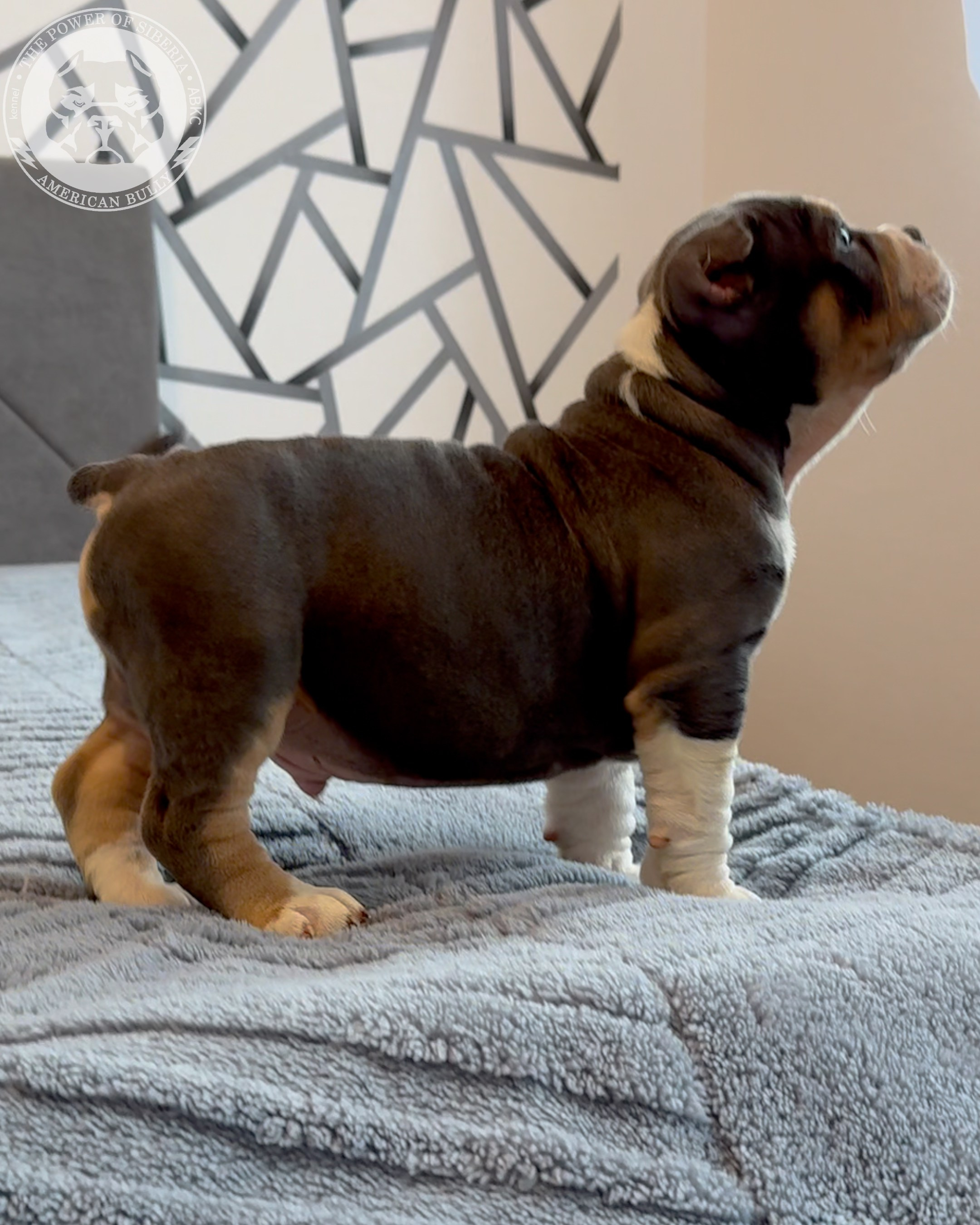 20.01.26-Рокси-Арчи. Американский Булли в г. Ростов-на-Дону. Питомник THE POWER OF SIBERIA