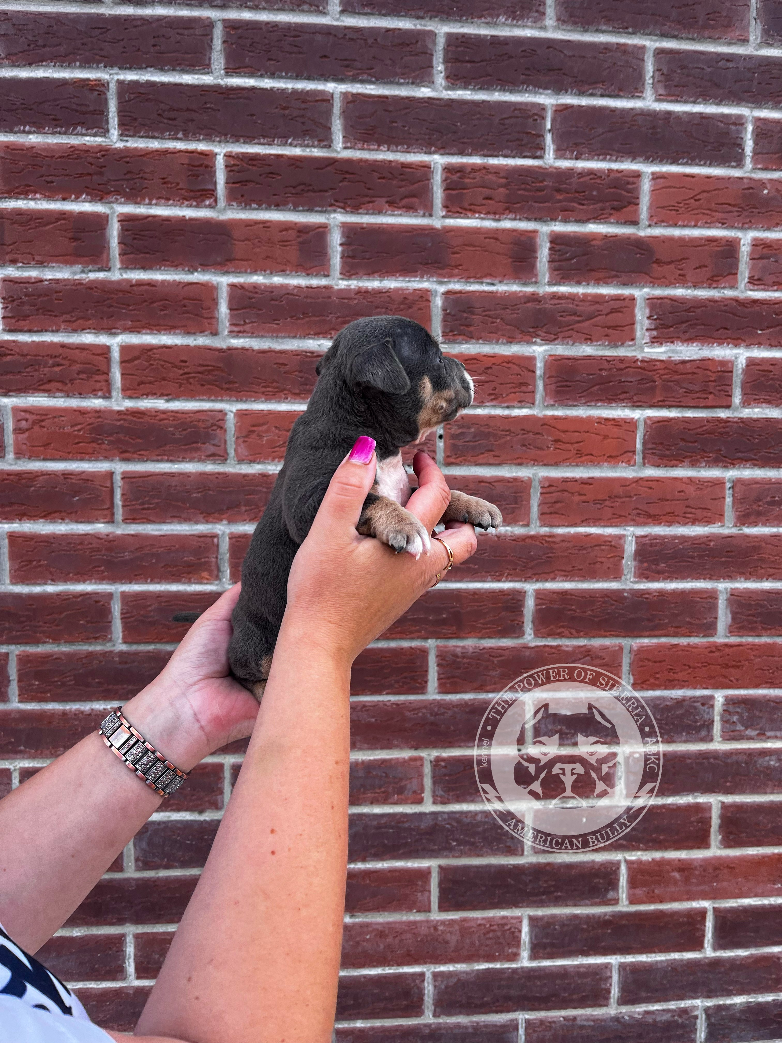 Помет Каспер и Тагира. 21.04.25. Американский Булли в г. Ростов-на-Дону. Питомник THE POWER OF SIBERIA