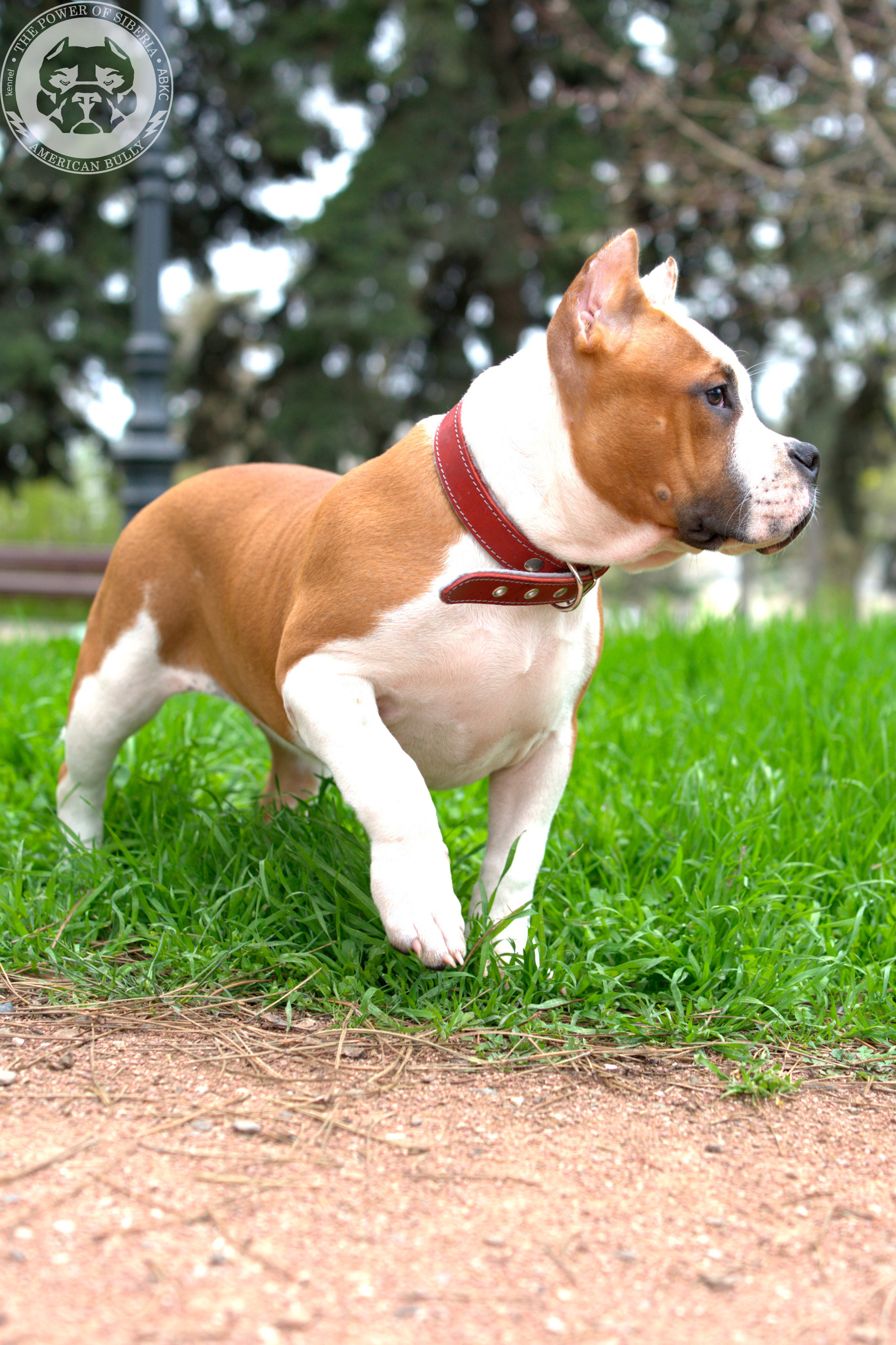 Свободные щенки Американский Булли, в типах покет, классик, стандарт. Американский Булли в г. Ростов-на-Дону. Питомник THE POWER OF SIBERIA