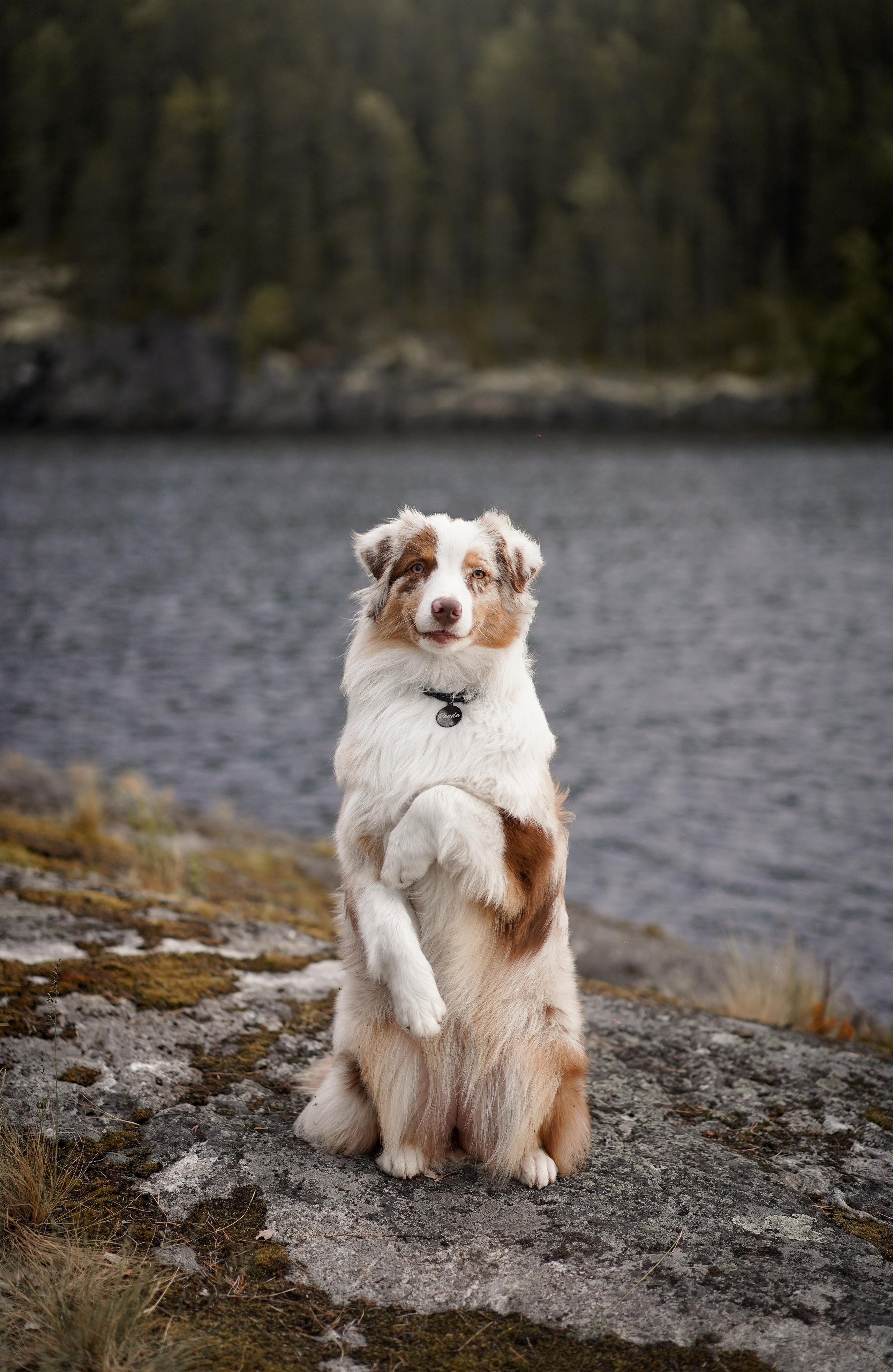 Панда и Юни в Карелии. Фотограф-анималист в Санкт-Петербурге Яна Мартынова