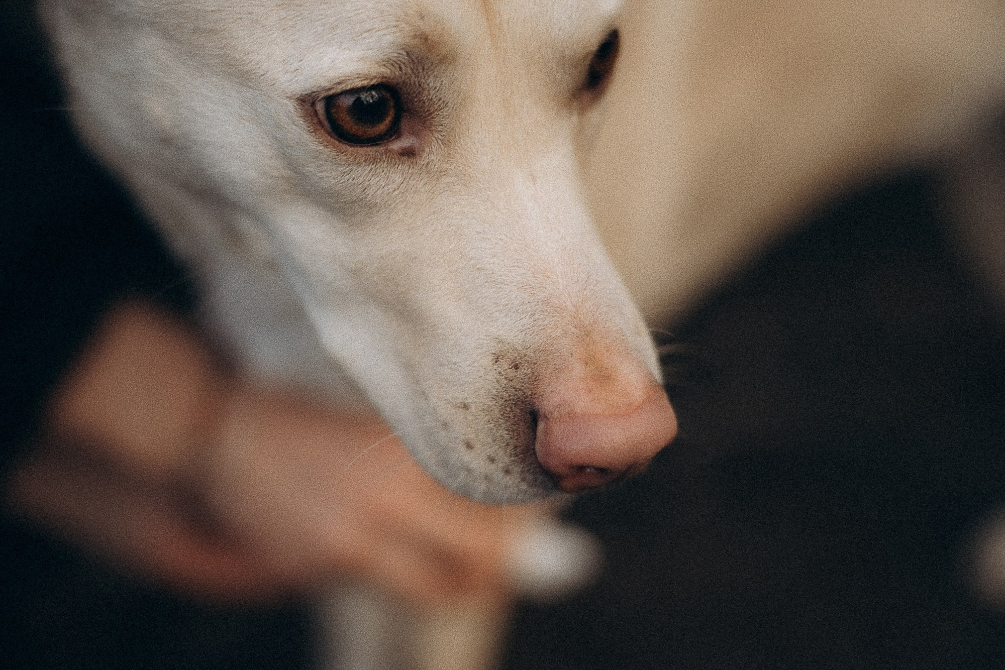 Туся. Фотограф анималист в Москве и Санкт-Петербурге Свиридова Анна