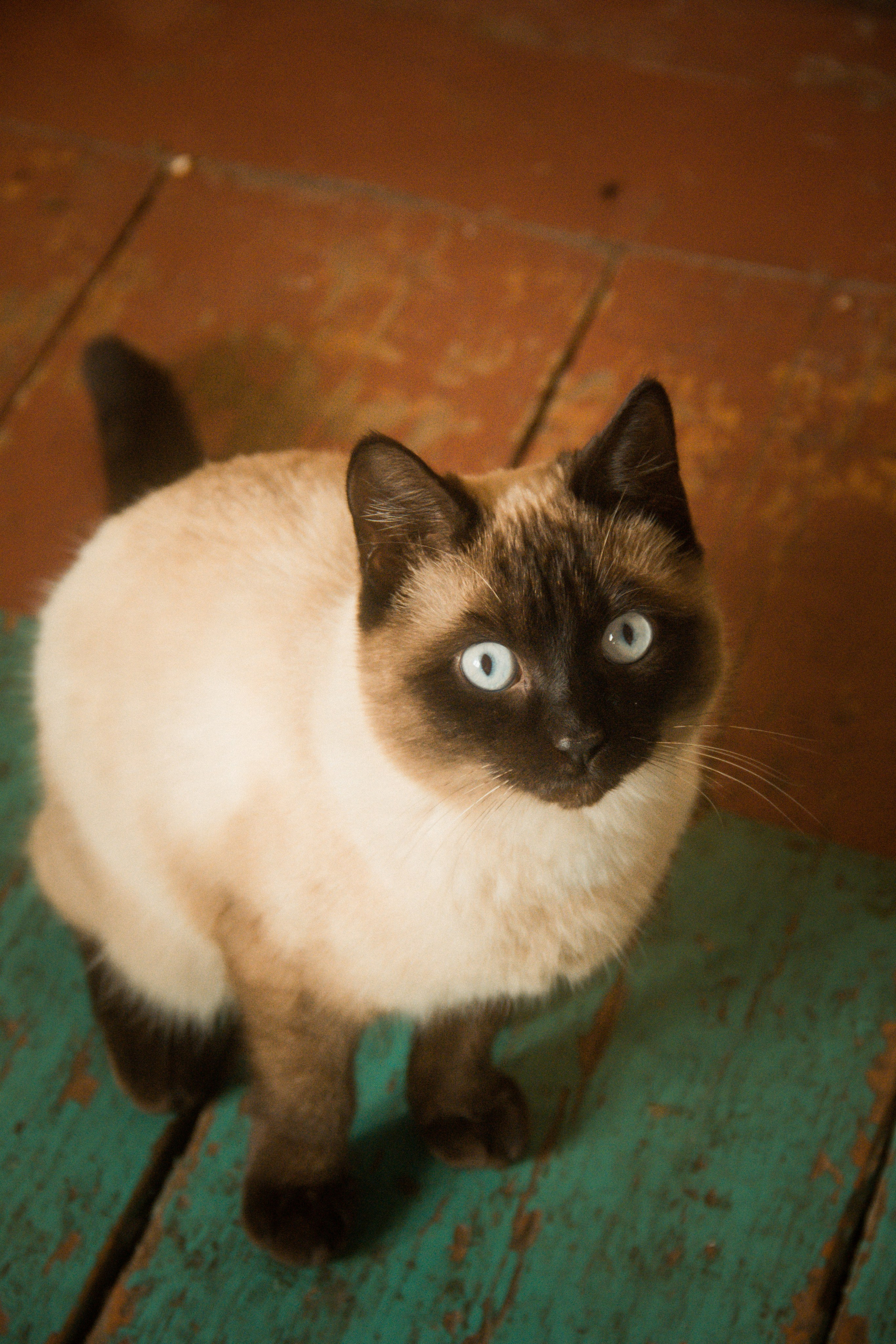 Природа/Животные