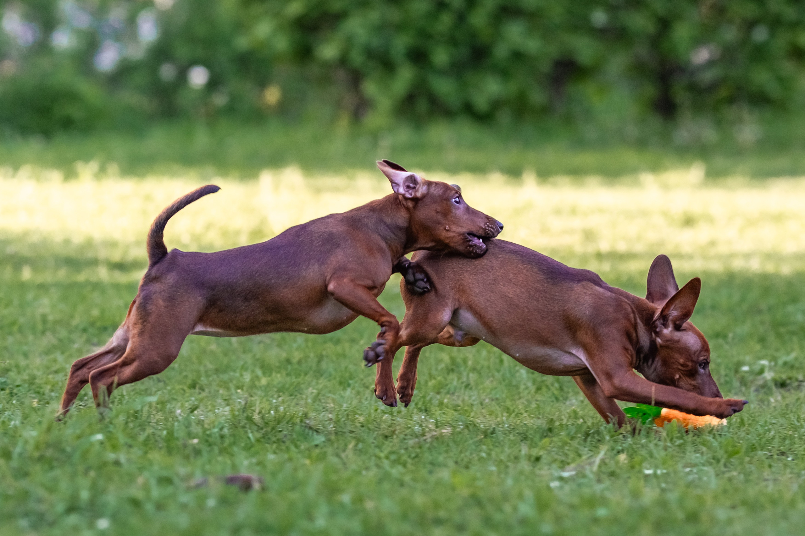 Пинчерята. Фотограф анималист Аня Ливанова | Рыбинск