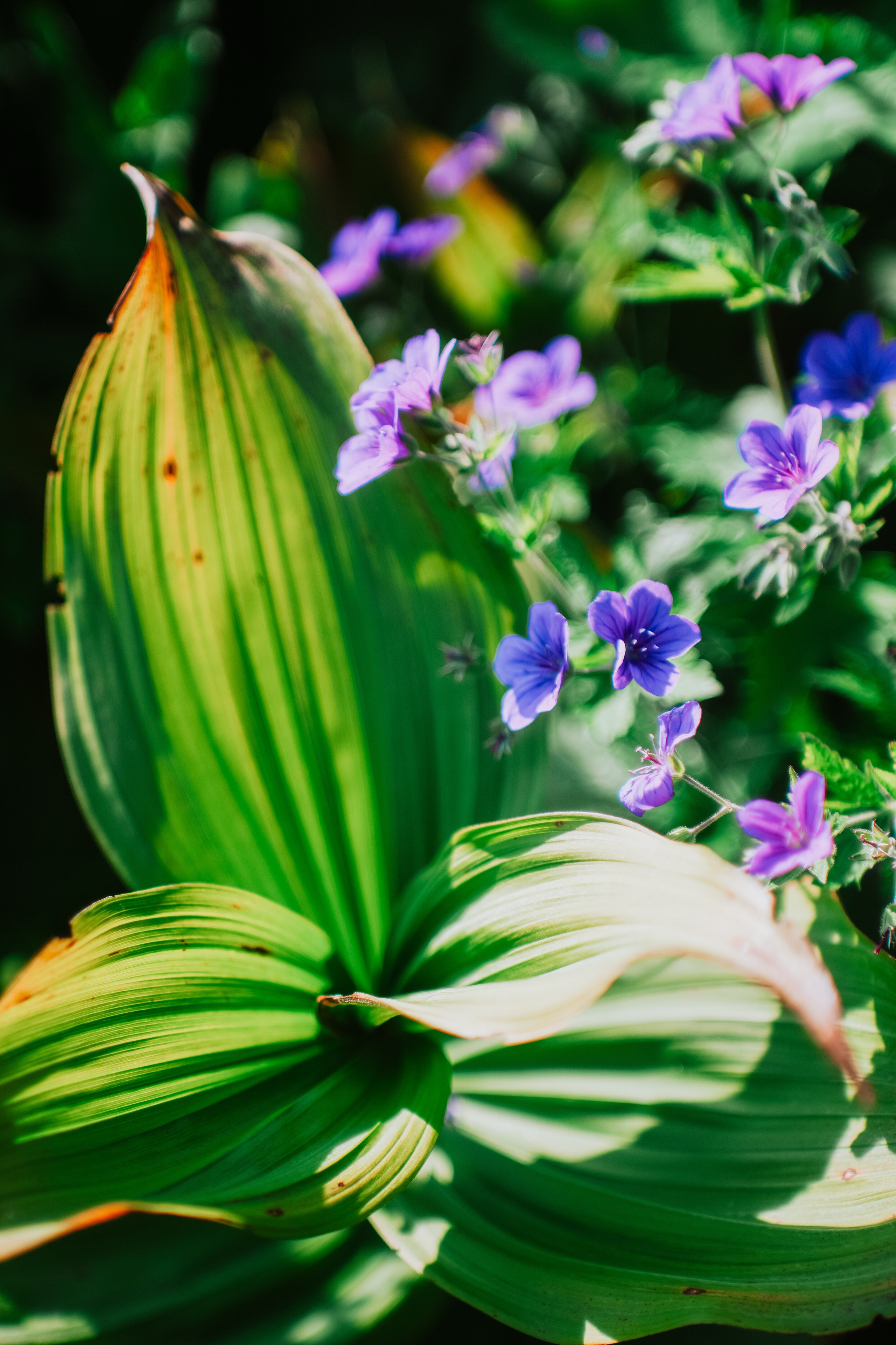 Нахазо ✽ Июль. Репортажный фотограф | Роза Хутор Красная Поляна Сочи Сириус