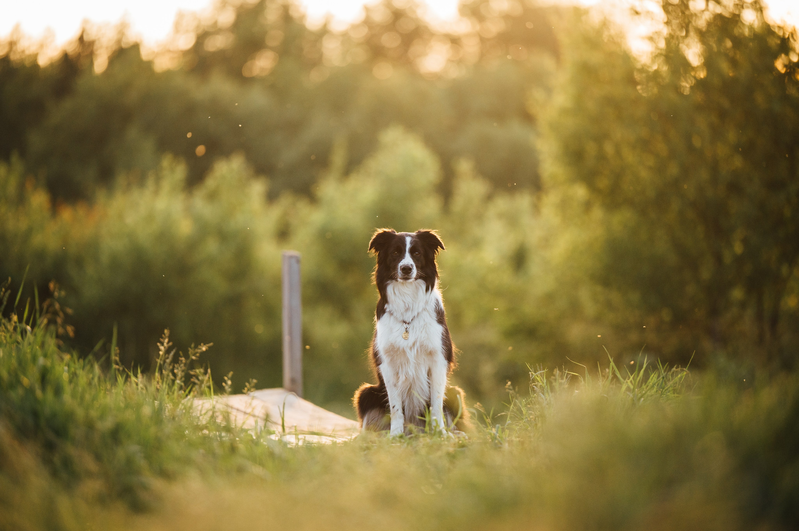 Регина и Эстер. Семейный фотограф анималист Ананьева Мария — Москва