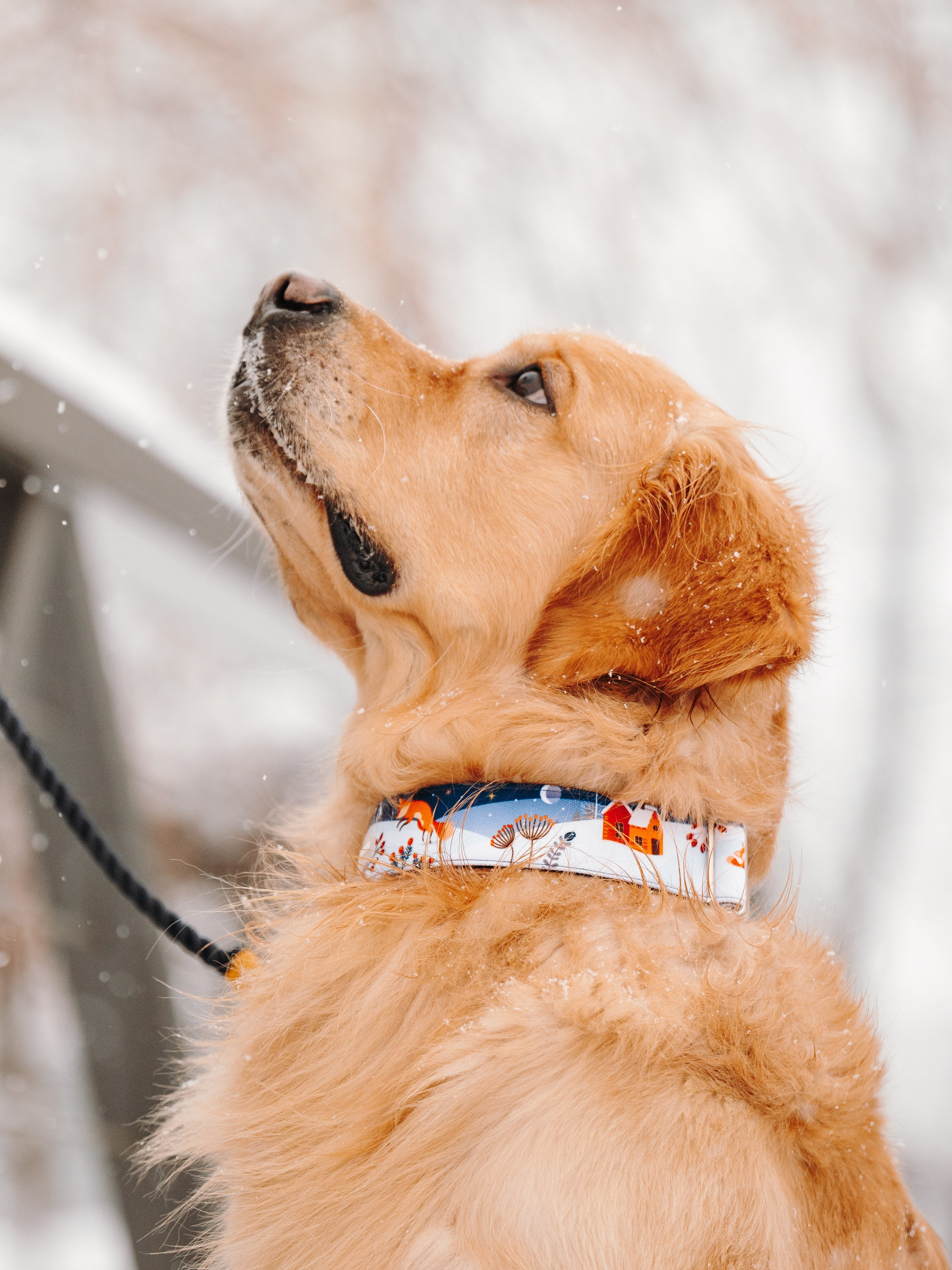 Bender&Frai. Зимняя коллекция. Семейный фотограф анималист Ананьева Мария — Москва