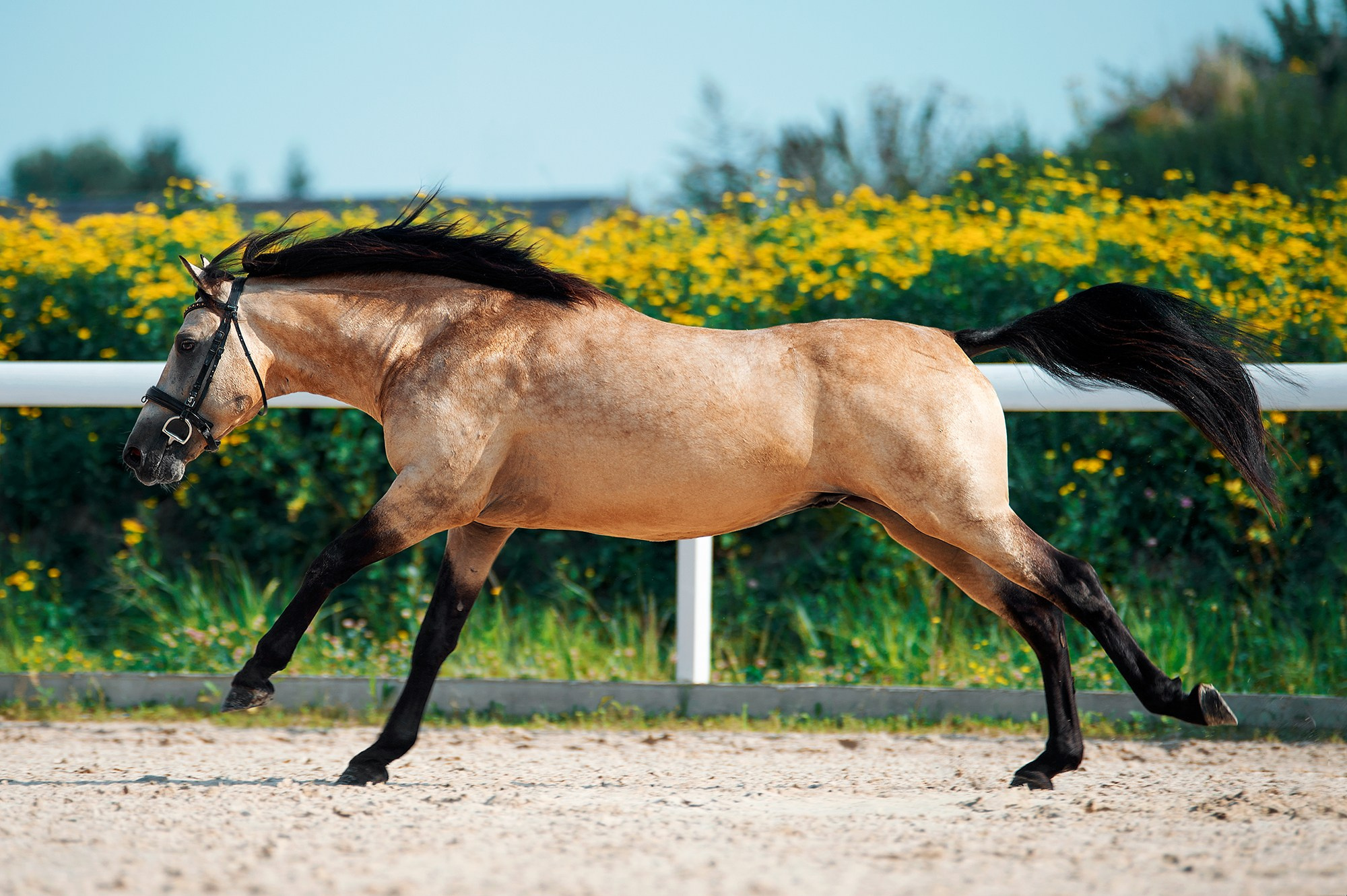 На свободе. Конный фотограф Alesya Safe