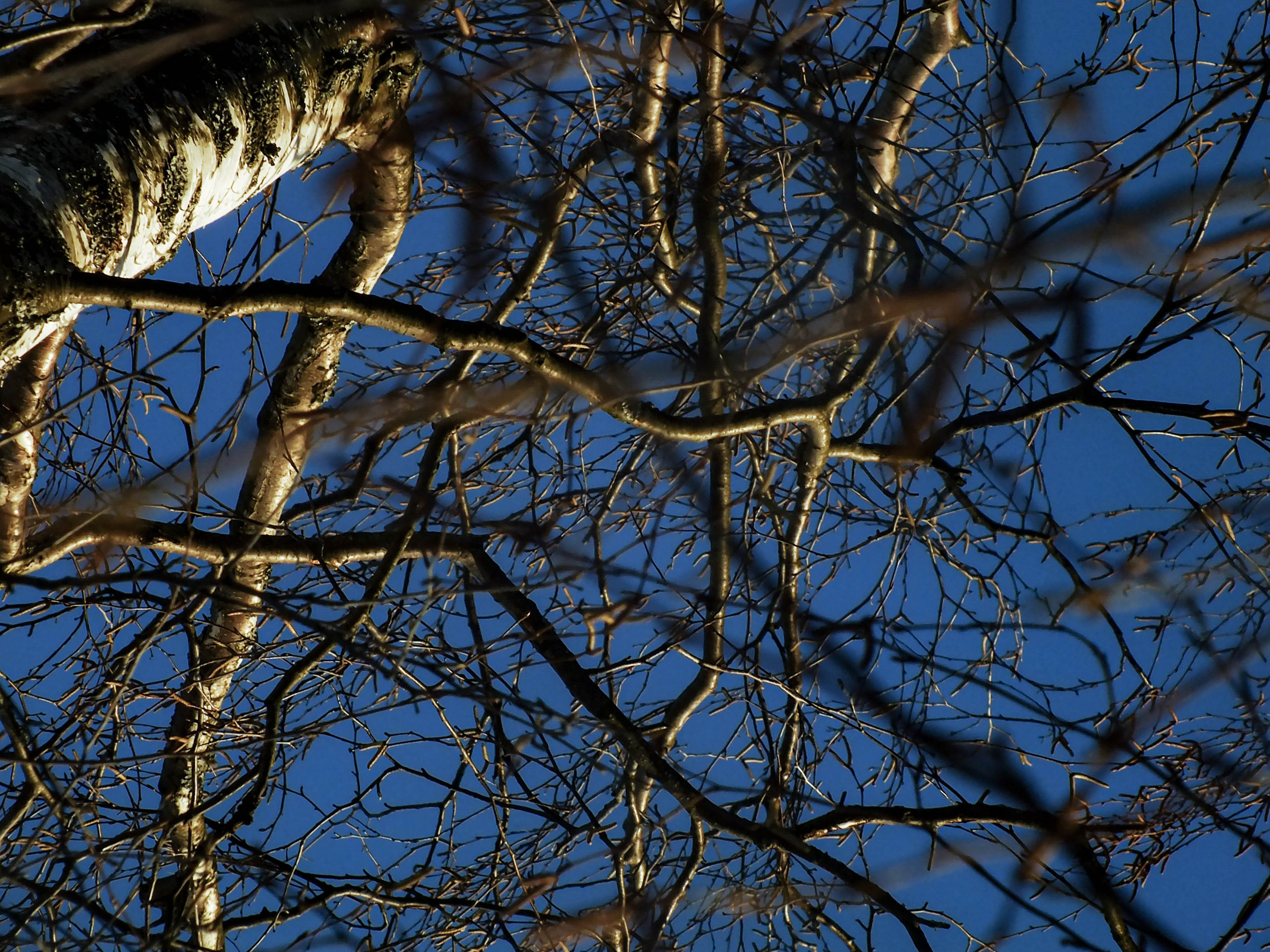 Услуги. Сергей Рыбин Фотограф в Кинешме Детский, Портретный, Свадебный…