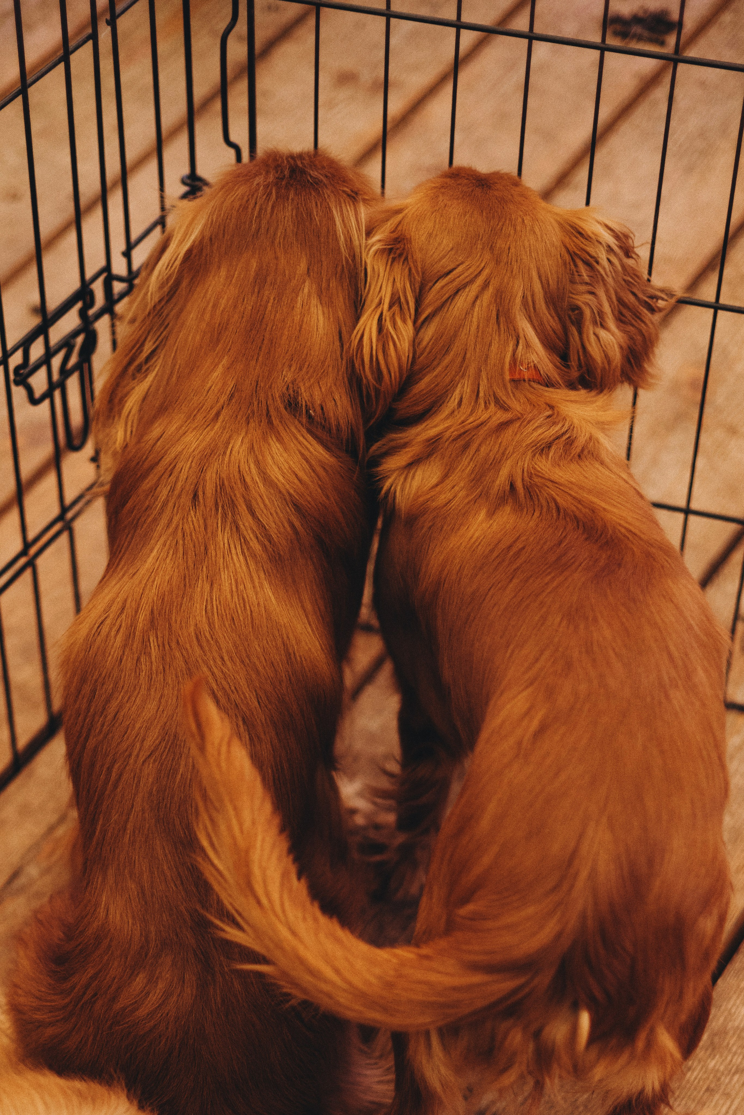 Встреча ККЧС. Фотограф анималист Осипчикова Мария