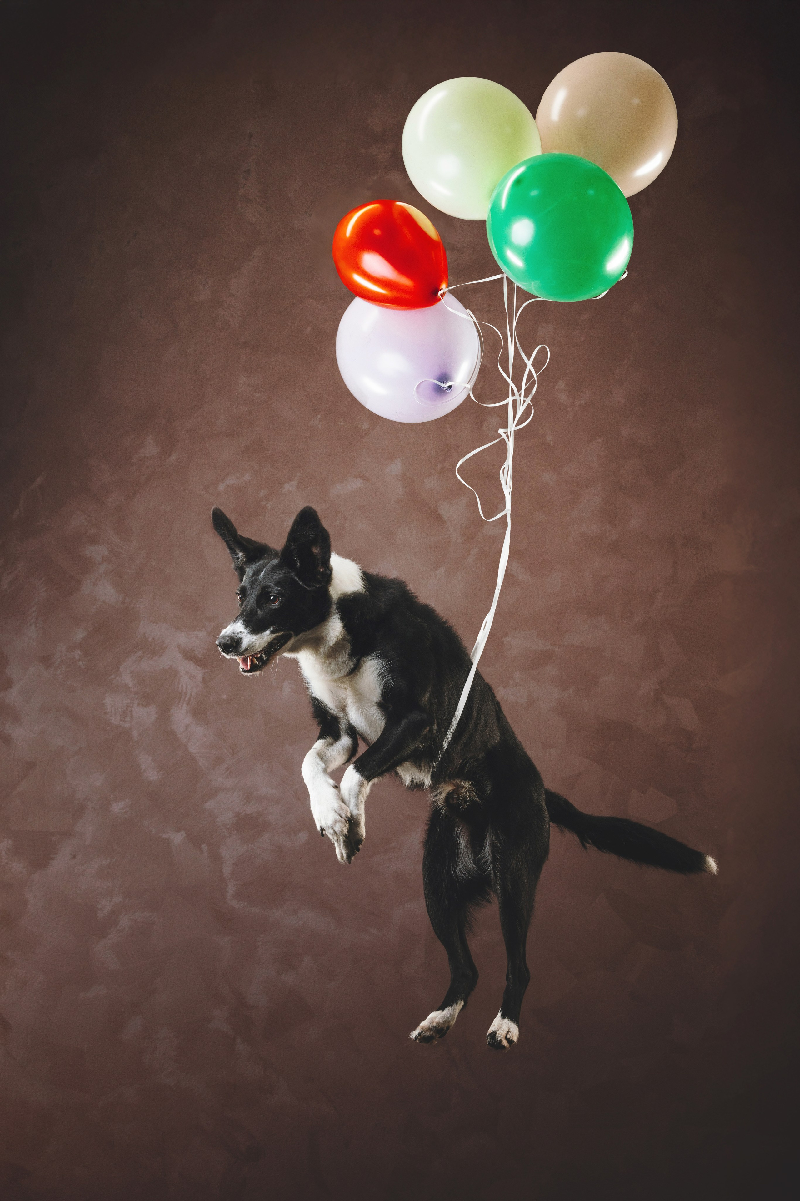 Бордер-колли. Фотограф анималист Осипчикова Мария