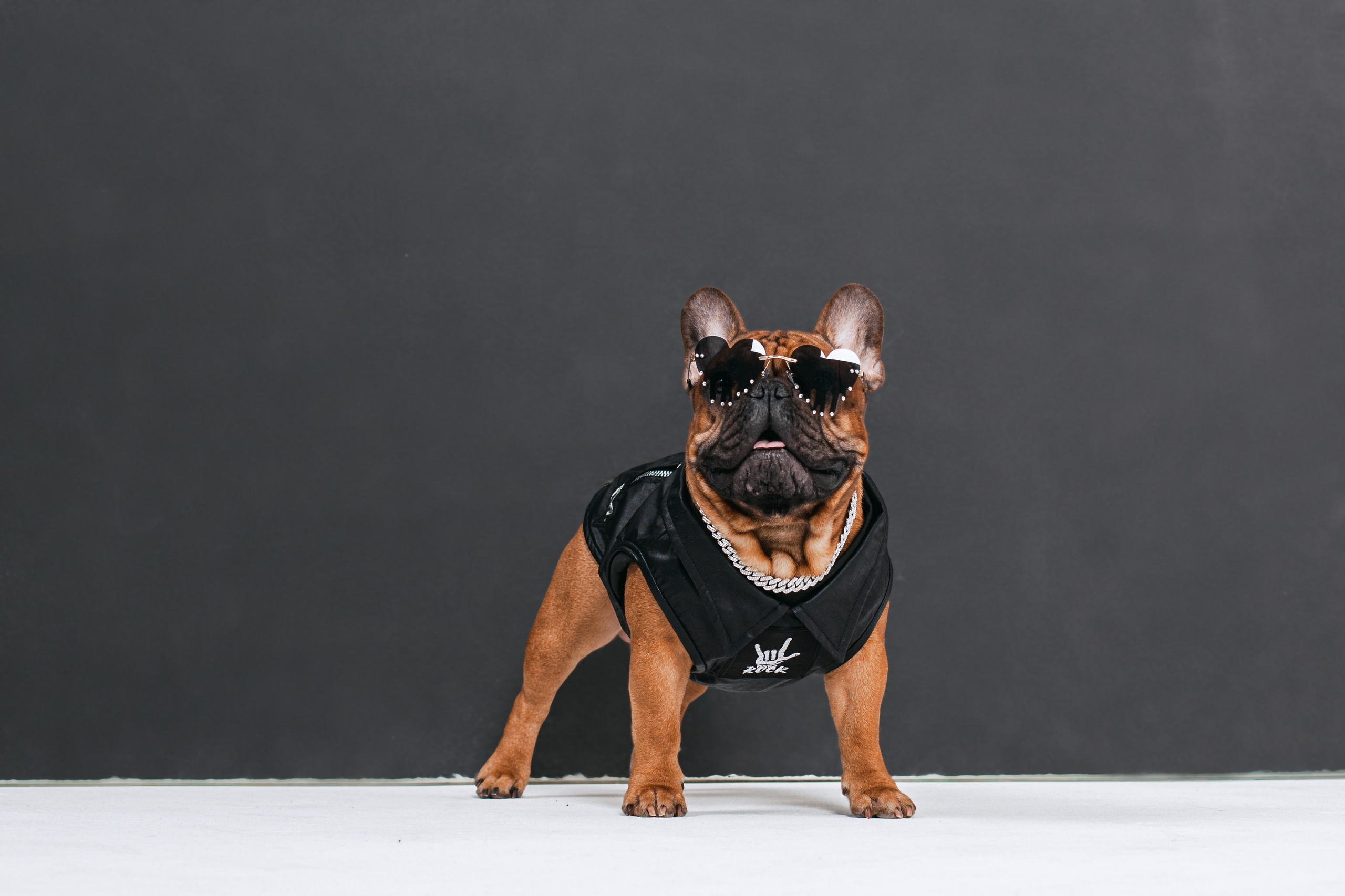 Пижамная вечеринка французских бульдогов и их хозяев. Фотограф-анималист Татьяна Степанова