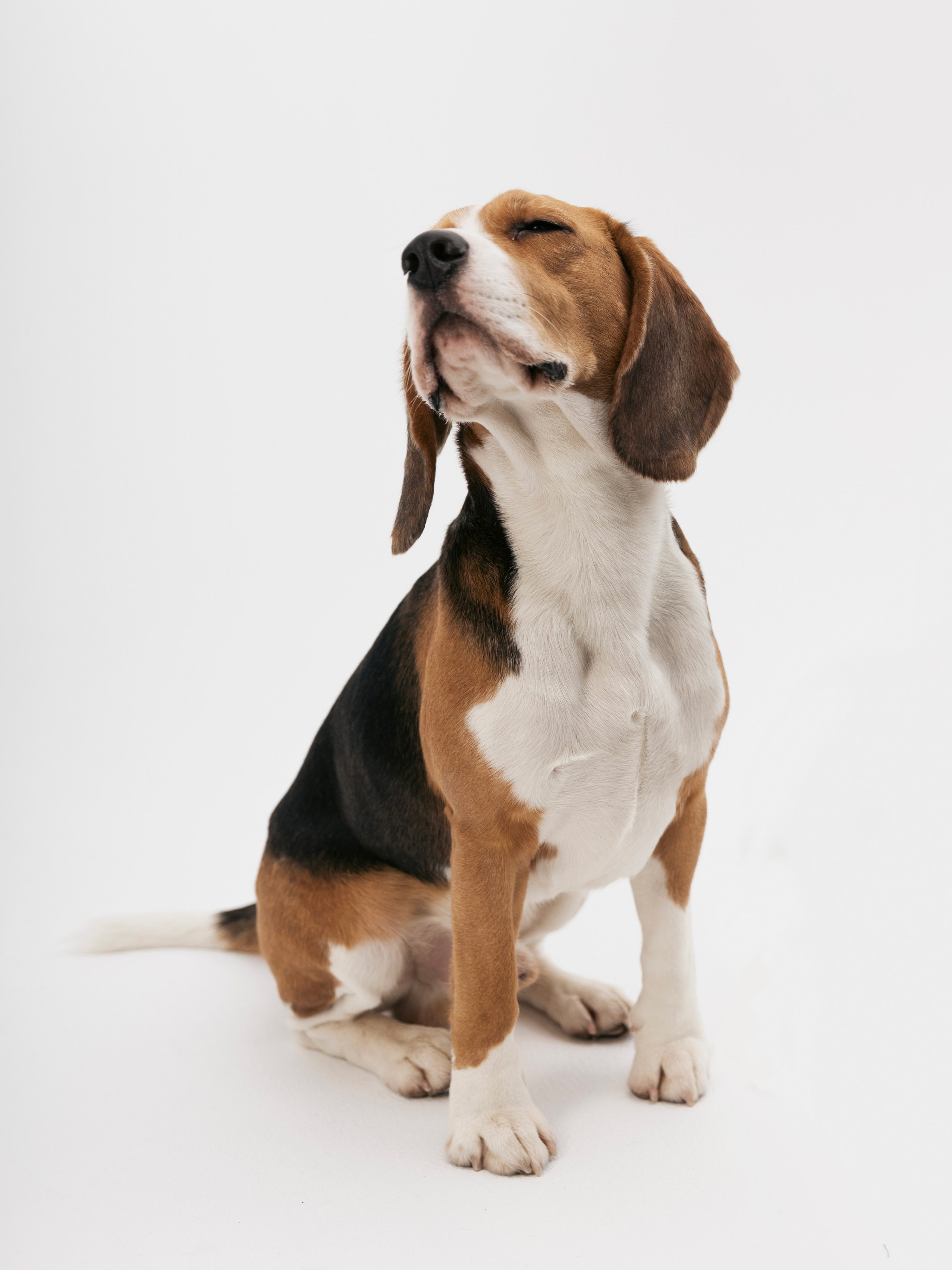 Биглемания. DRIPSTOCK MAG