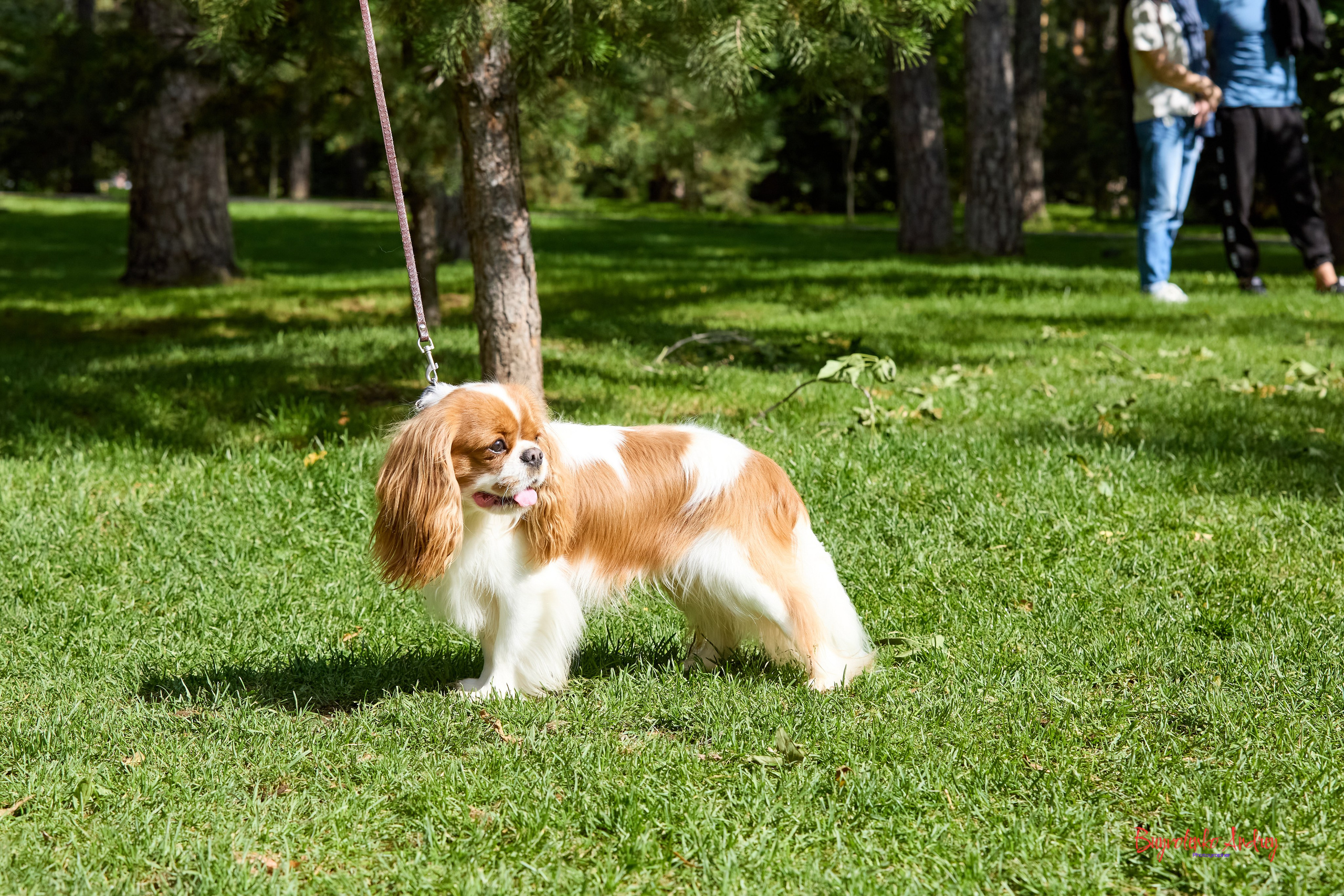 Фотопрогулка с кавалерами. Buyvolenko Andrey