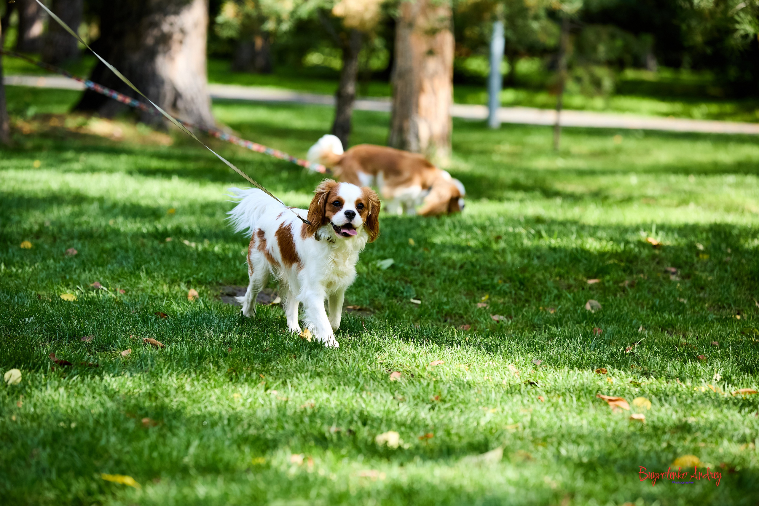 Фотопрогулка с кавалерами. Buyvolenko Andrey