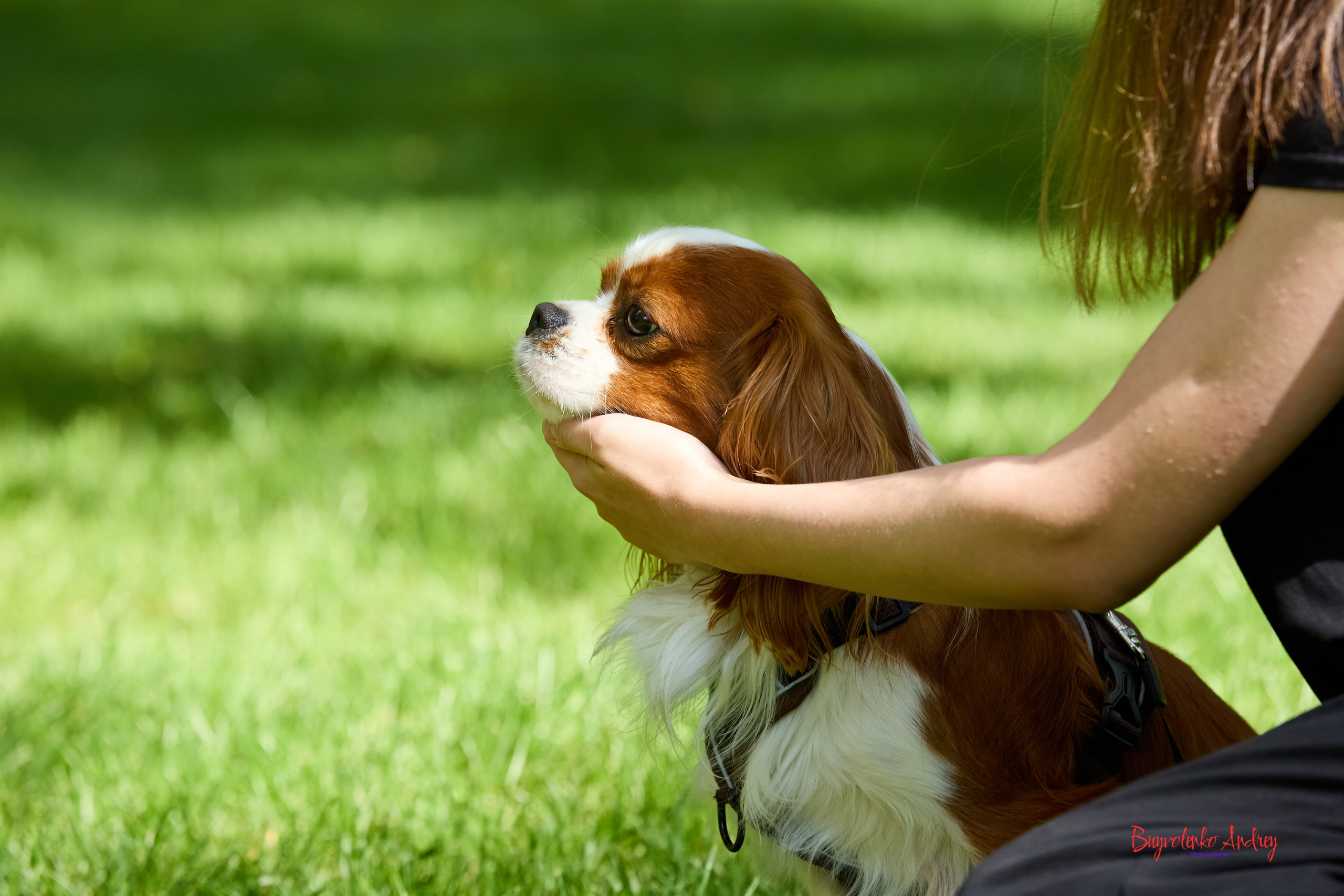 Фотопрогулка с кавалерами. Buyvolenko Andrey