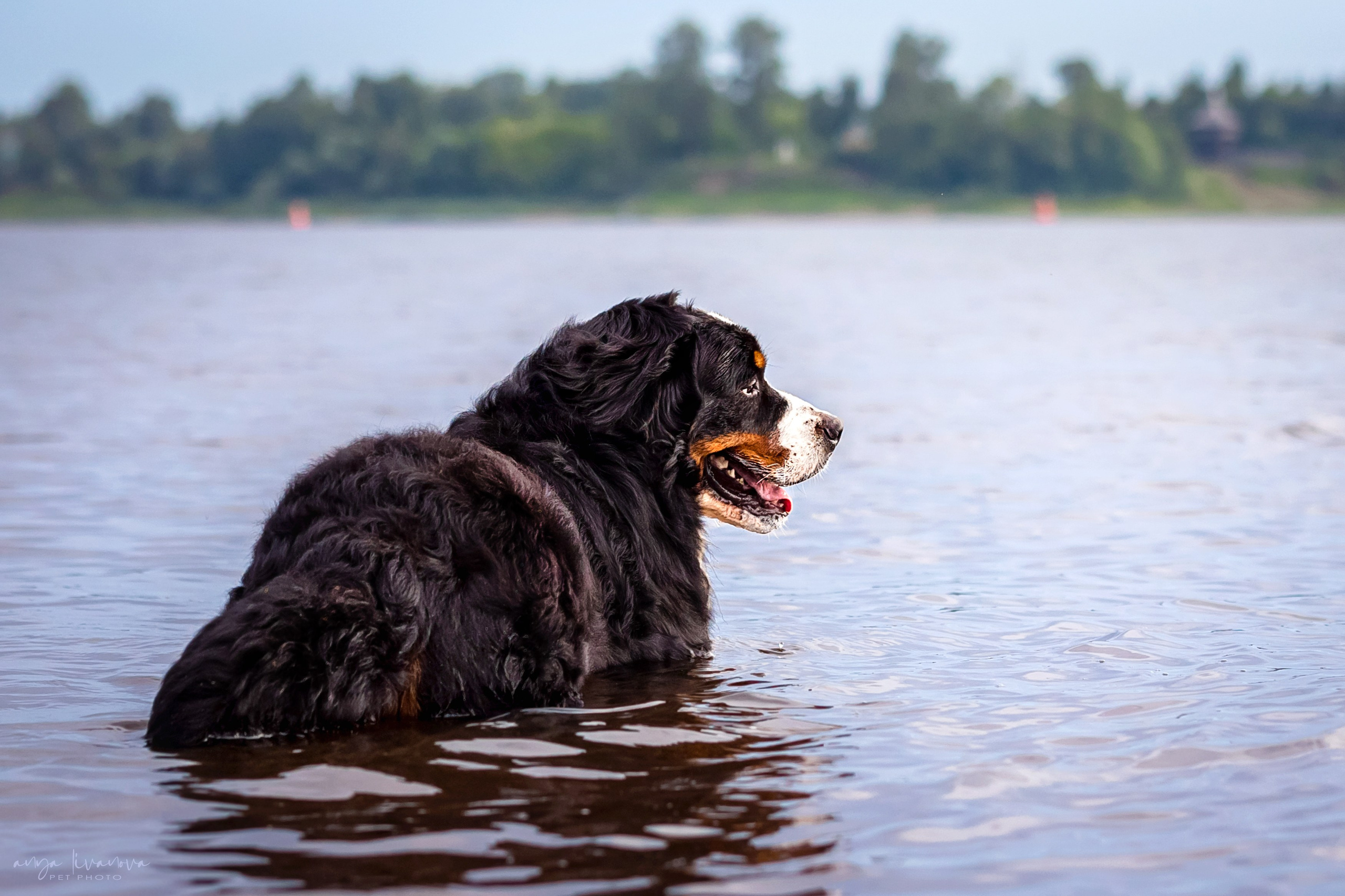 Маша и Буч. Фотограф анималист Аня Ливанова | Рыбинск