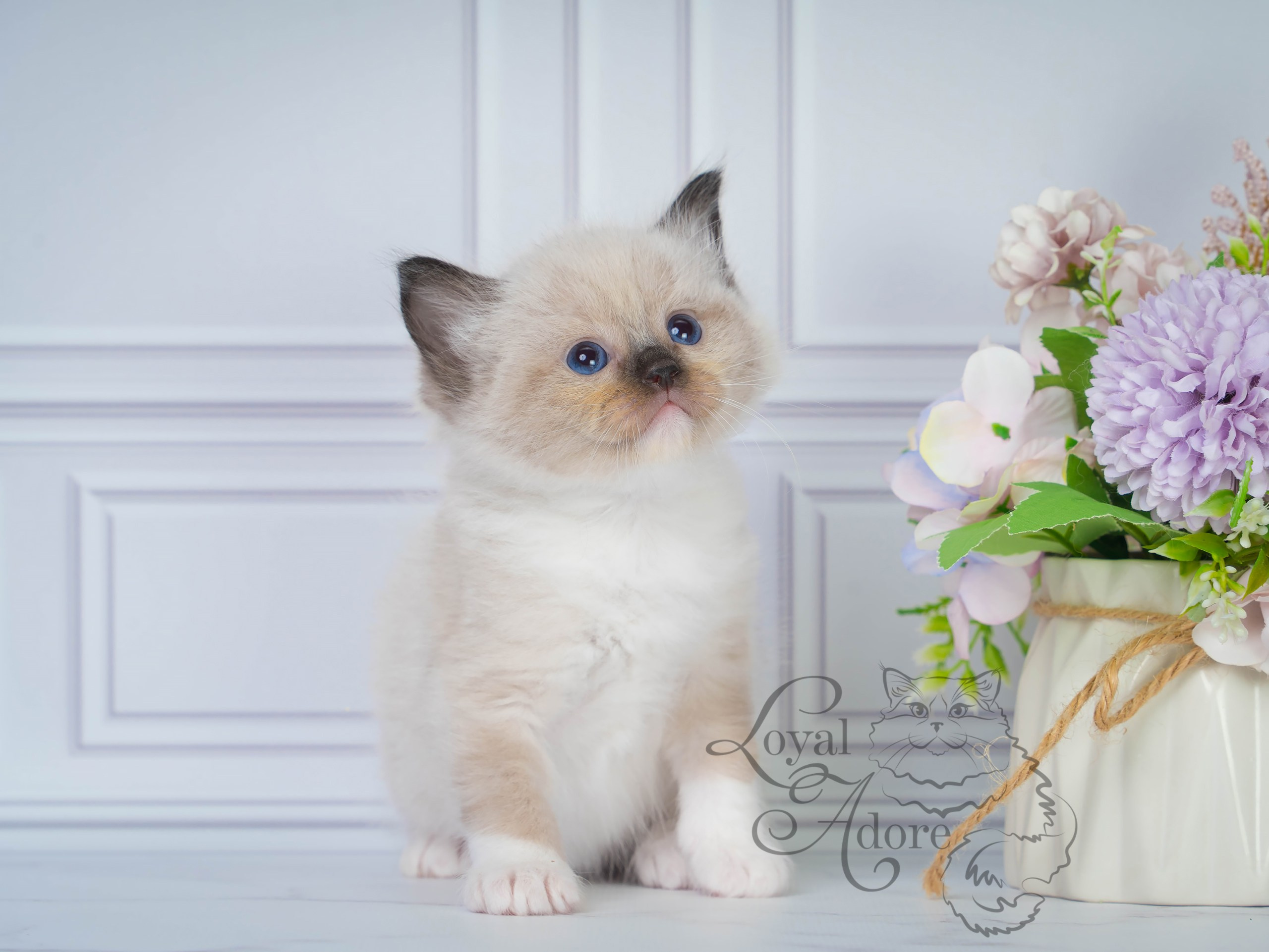 Котята рэгдолл от Loyal Adore. Питомник рэгдолл Loyal Adore