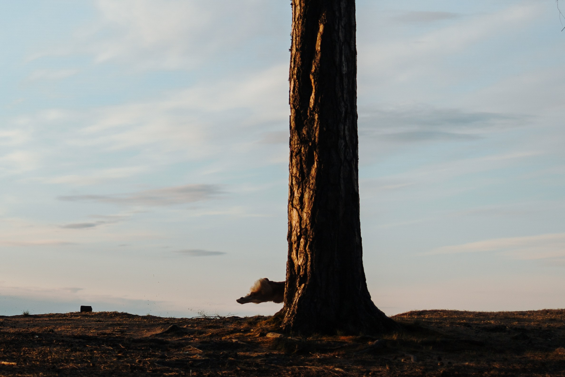 Найт и его семья. Фотограф — Анималист | Санкт-Петербург