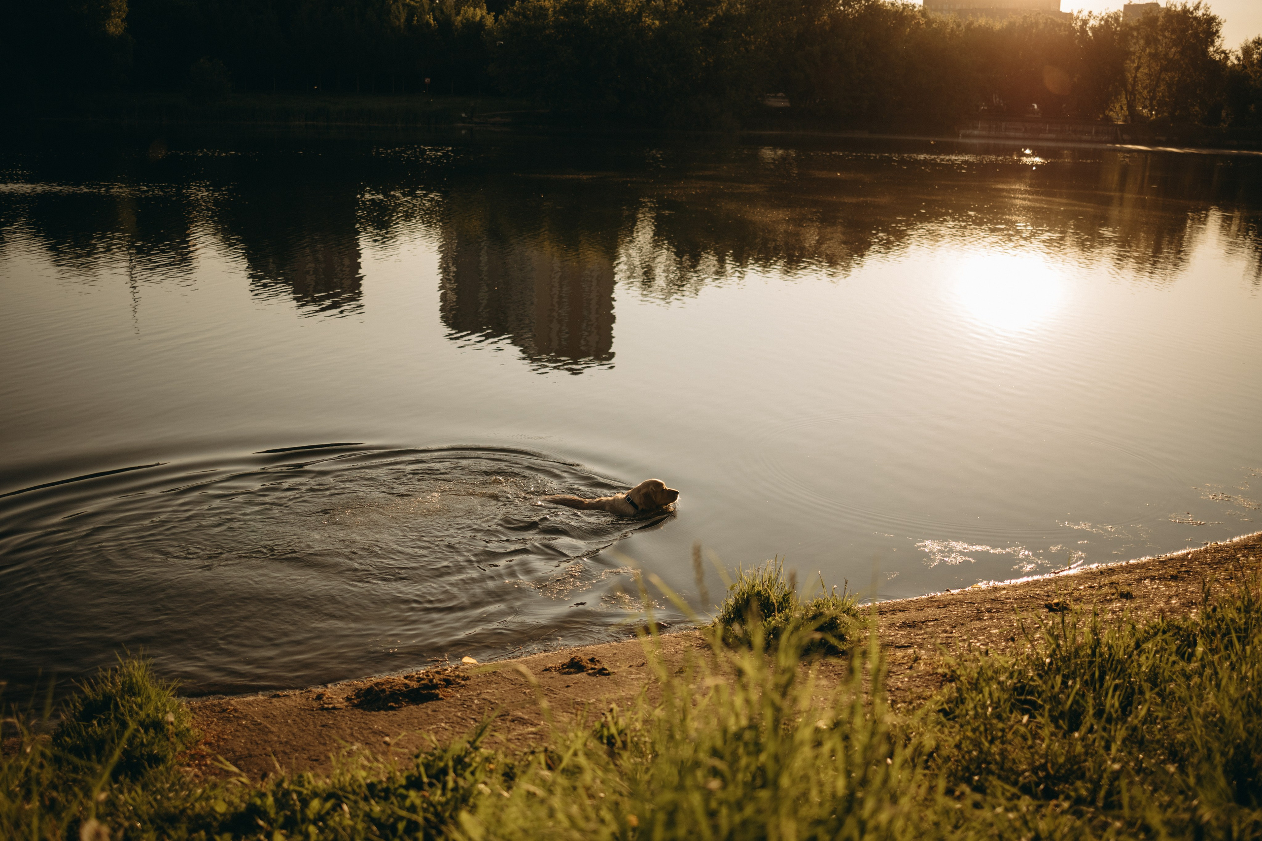Пенни и ребята. Фотограф — Анималист | Санкт-Петербург