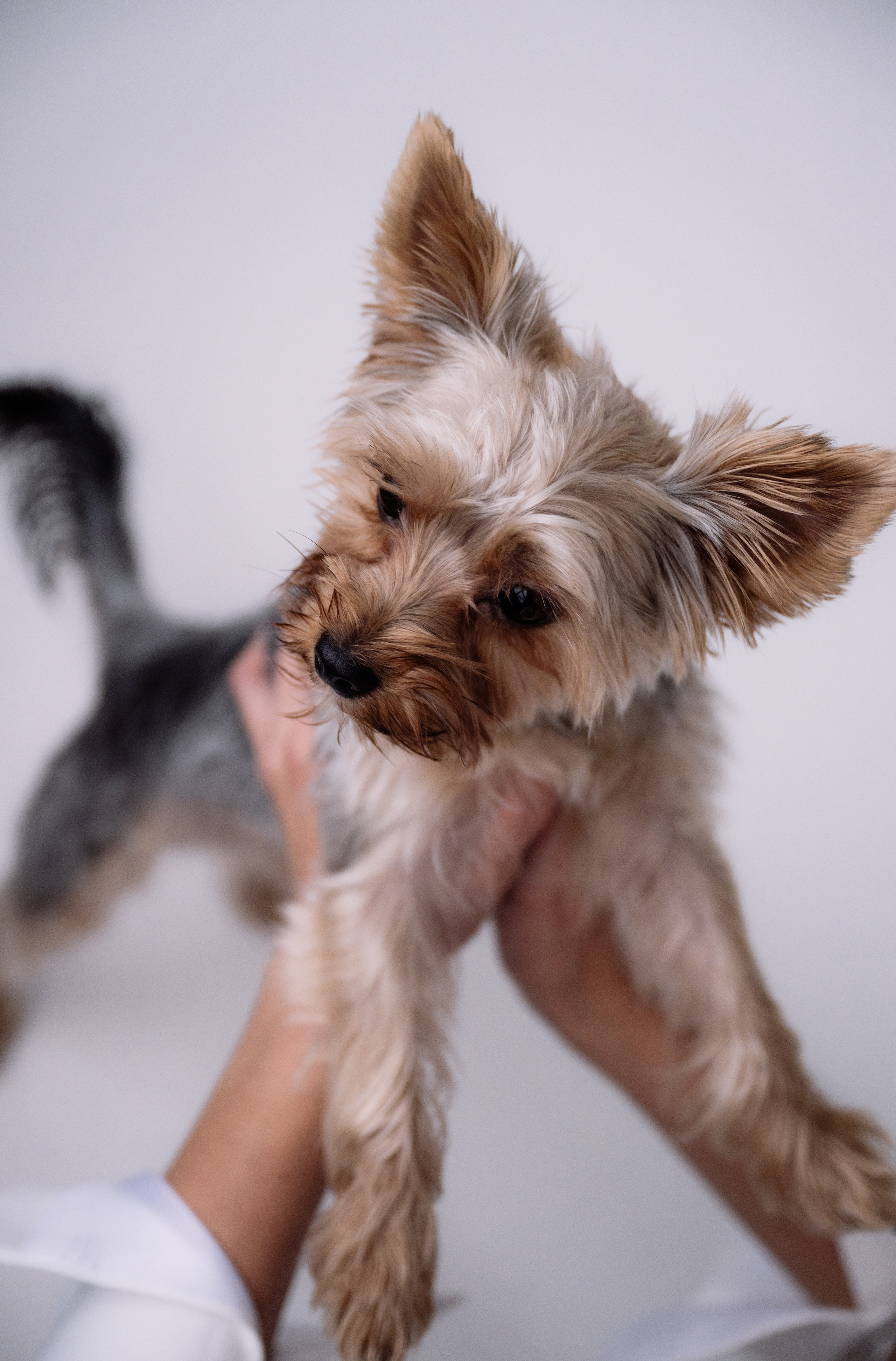 Анна и Дастин. Фотограф в Москве Алёна Степутенко