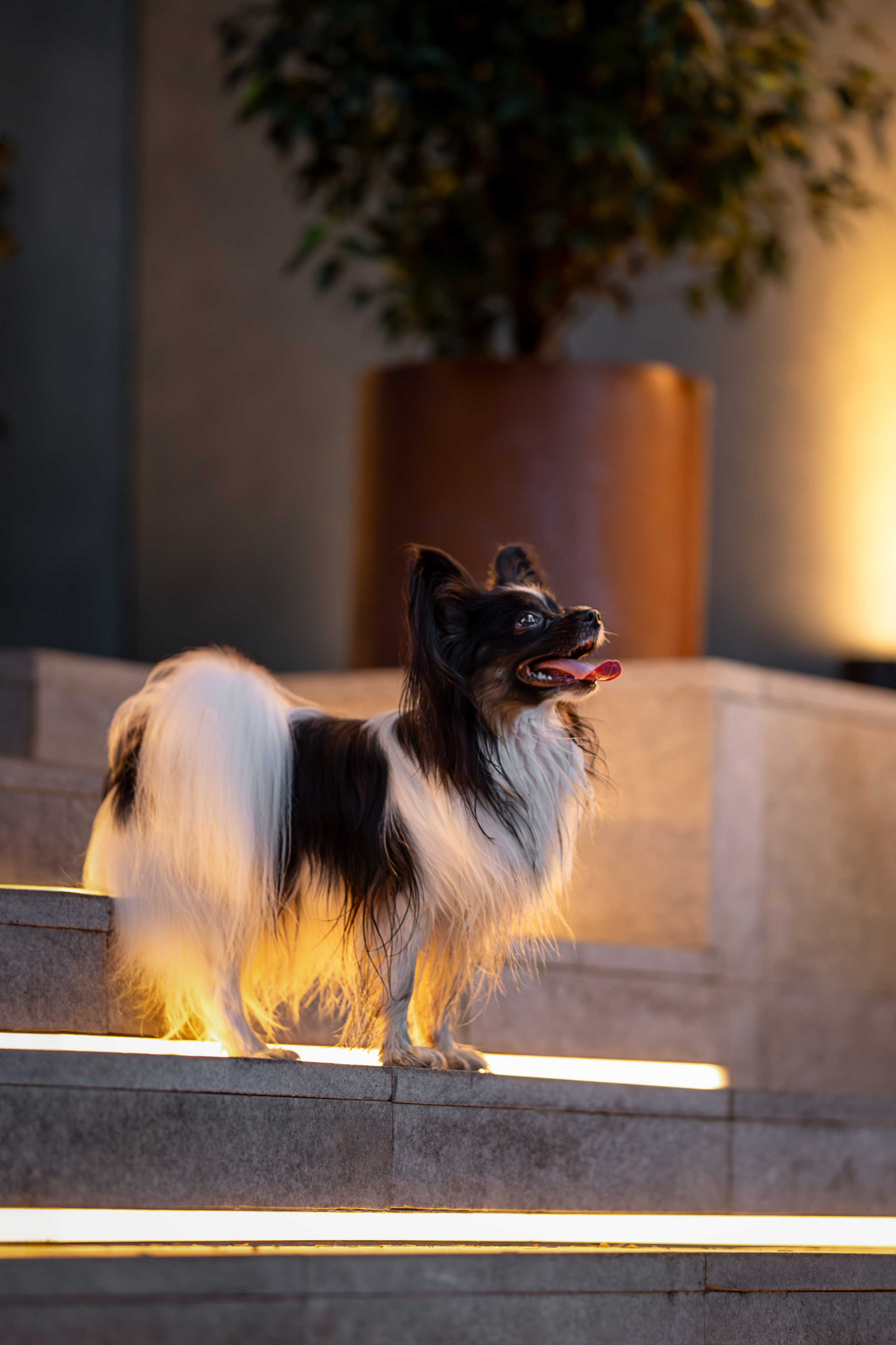 Бэйли, Папийон. Ирина Голомб|Фотограф-анималист в  Сочи и Калининграде