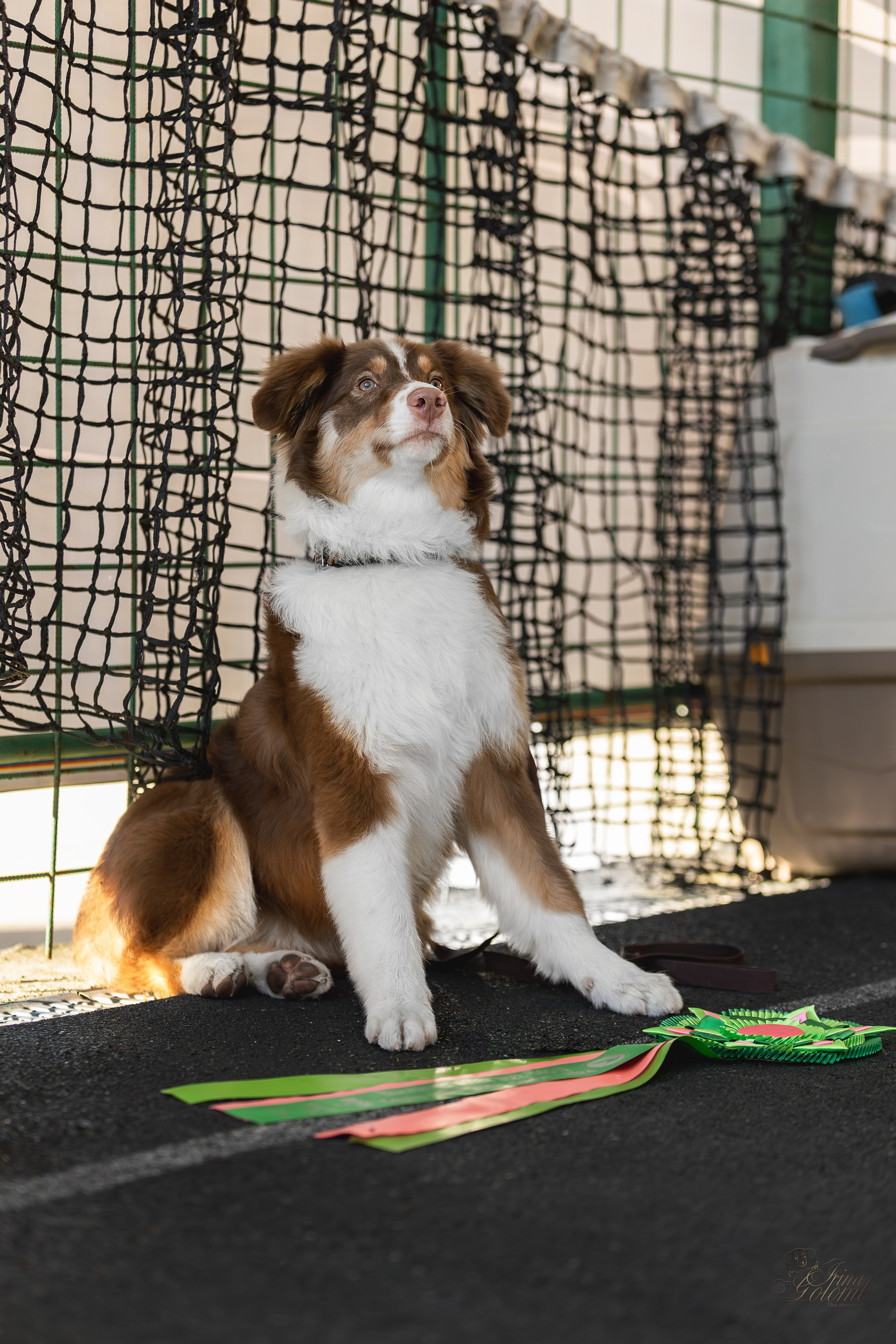 Выставка 25.02.2024. Ирина Голомб|Фотограф-анималист в  Сочи и Калининграде