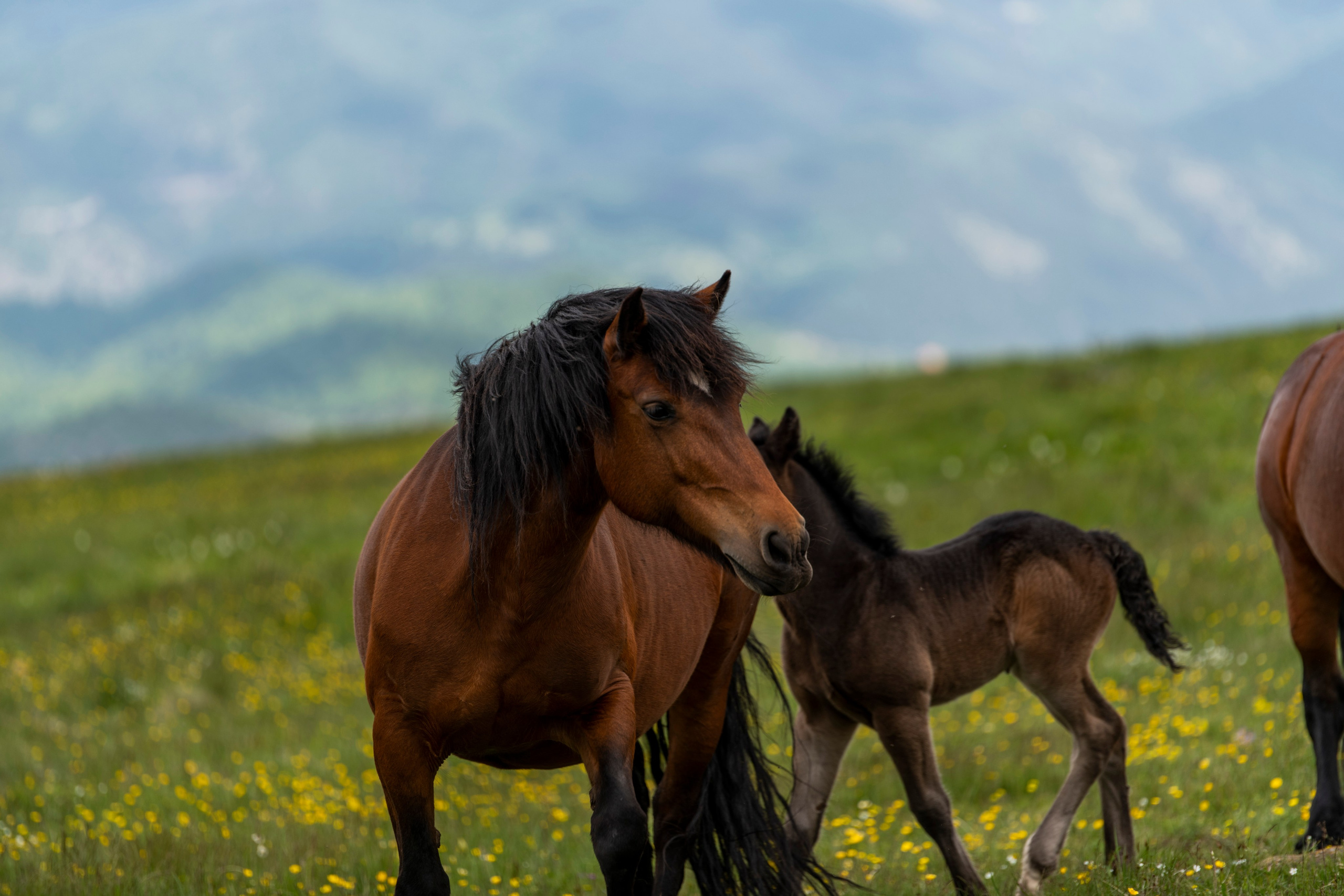 Столови. Сербия. Фотограф в Москве. Шахабудин
