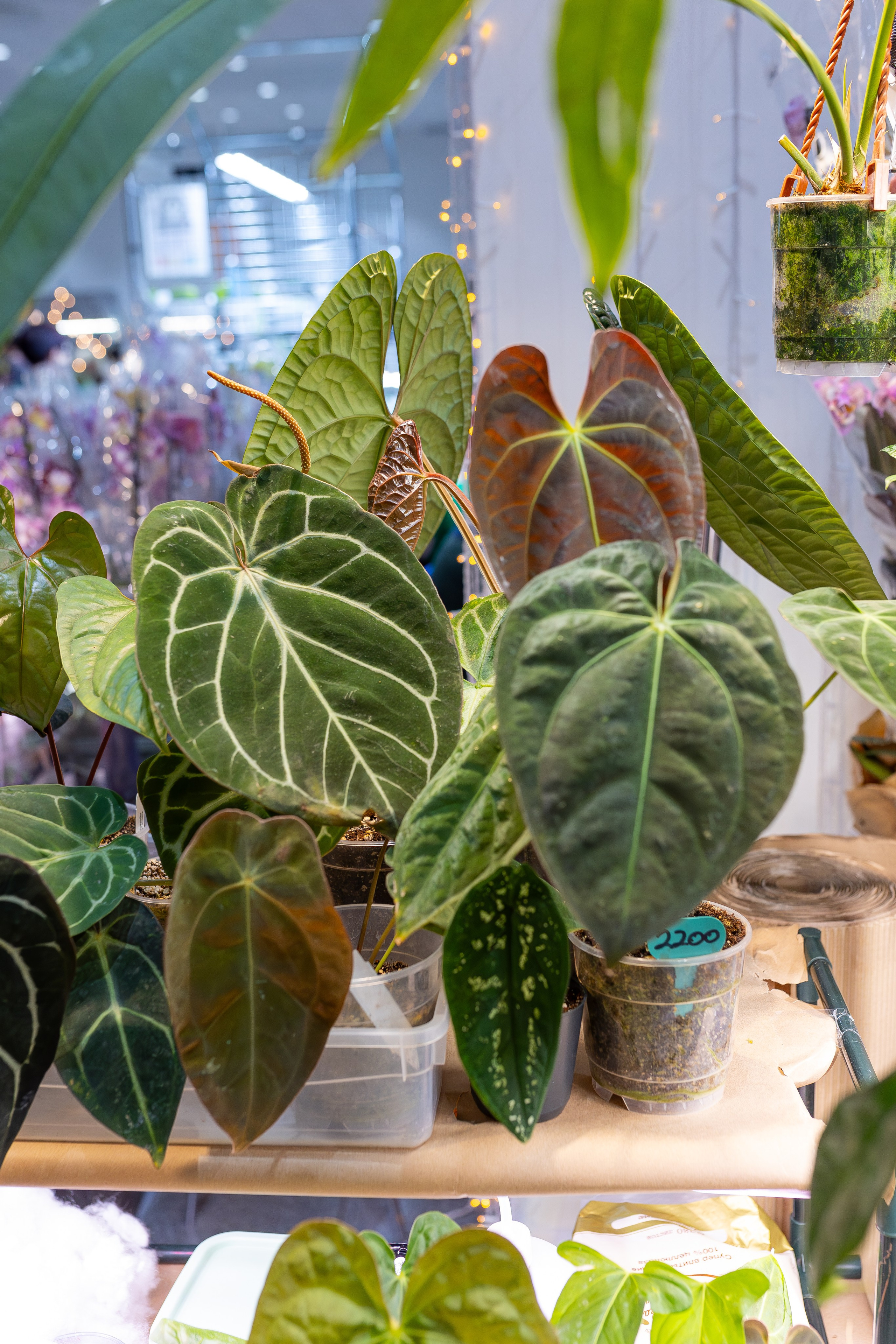 Орхидиум 12.2025. Александра Куликова фотограф, Москва