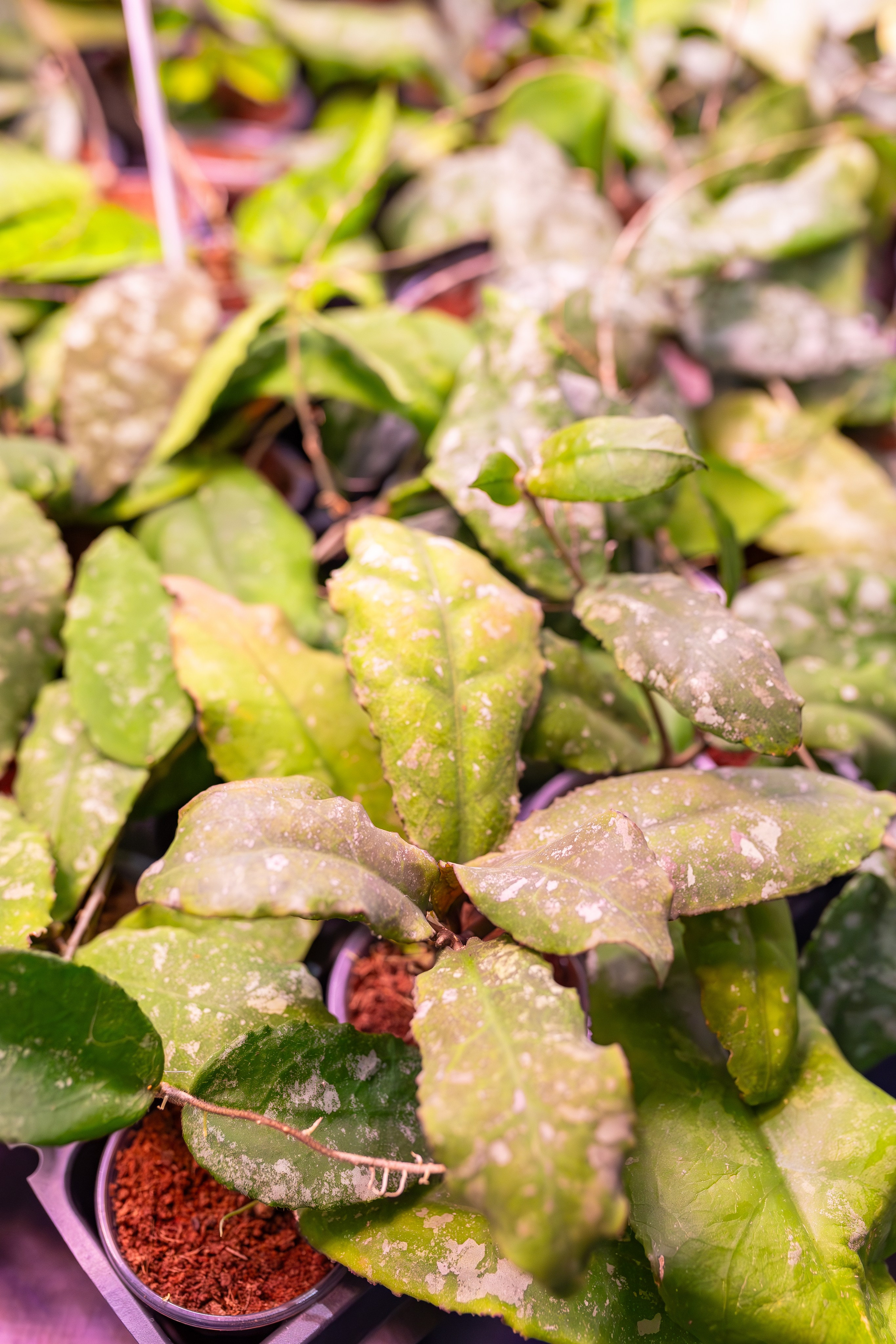 Орхидиум сентябрь 2025. Александра Куликова фотограф, Москва