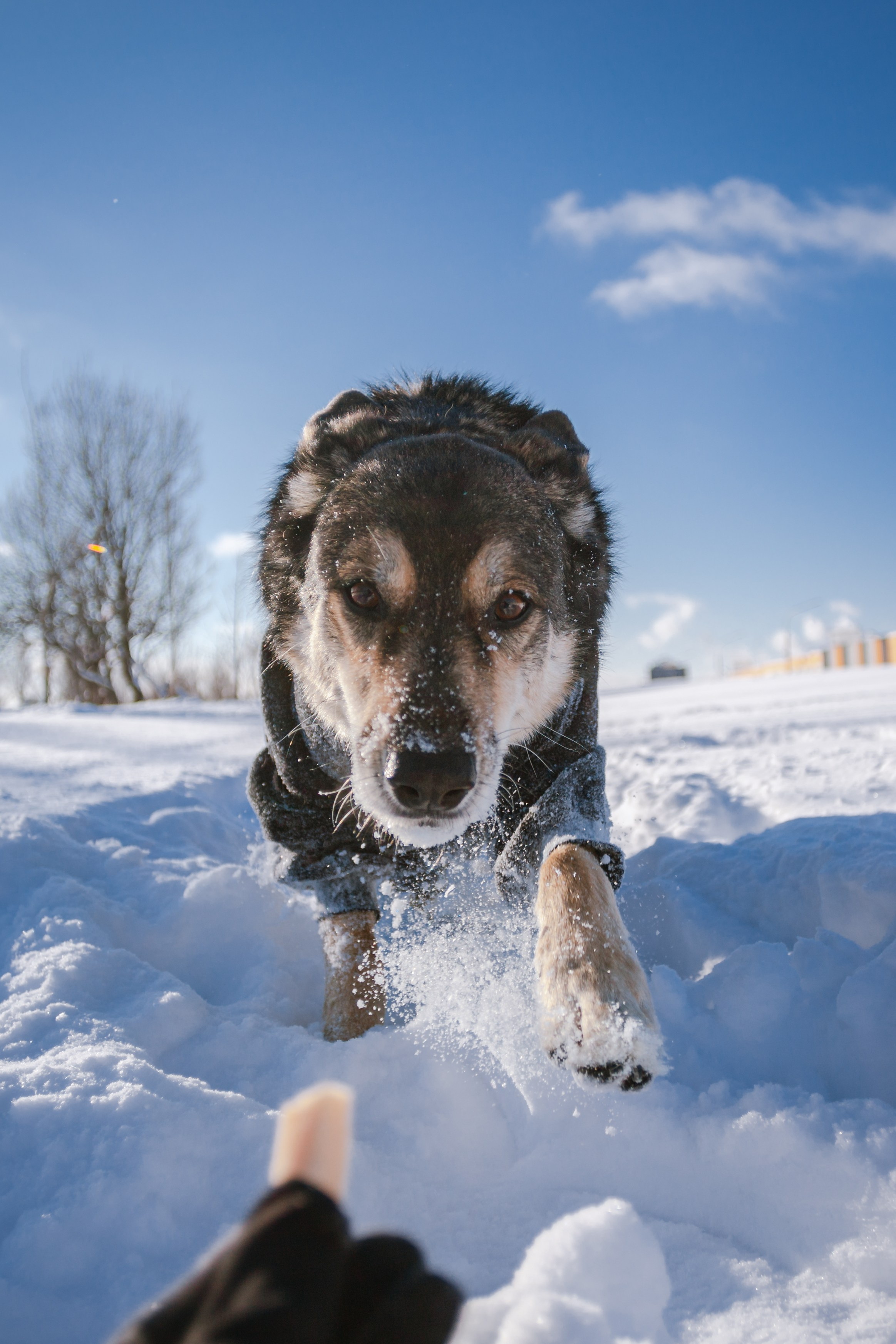 Зимняя экспресс съемка Дюка. Фотограф-анималист Татьяна Степанова
