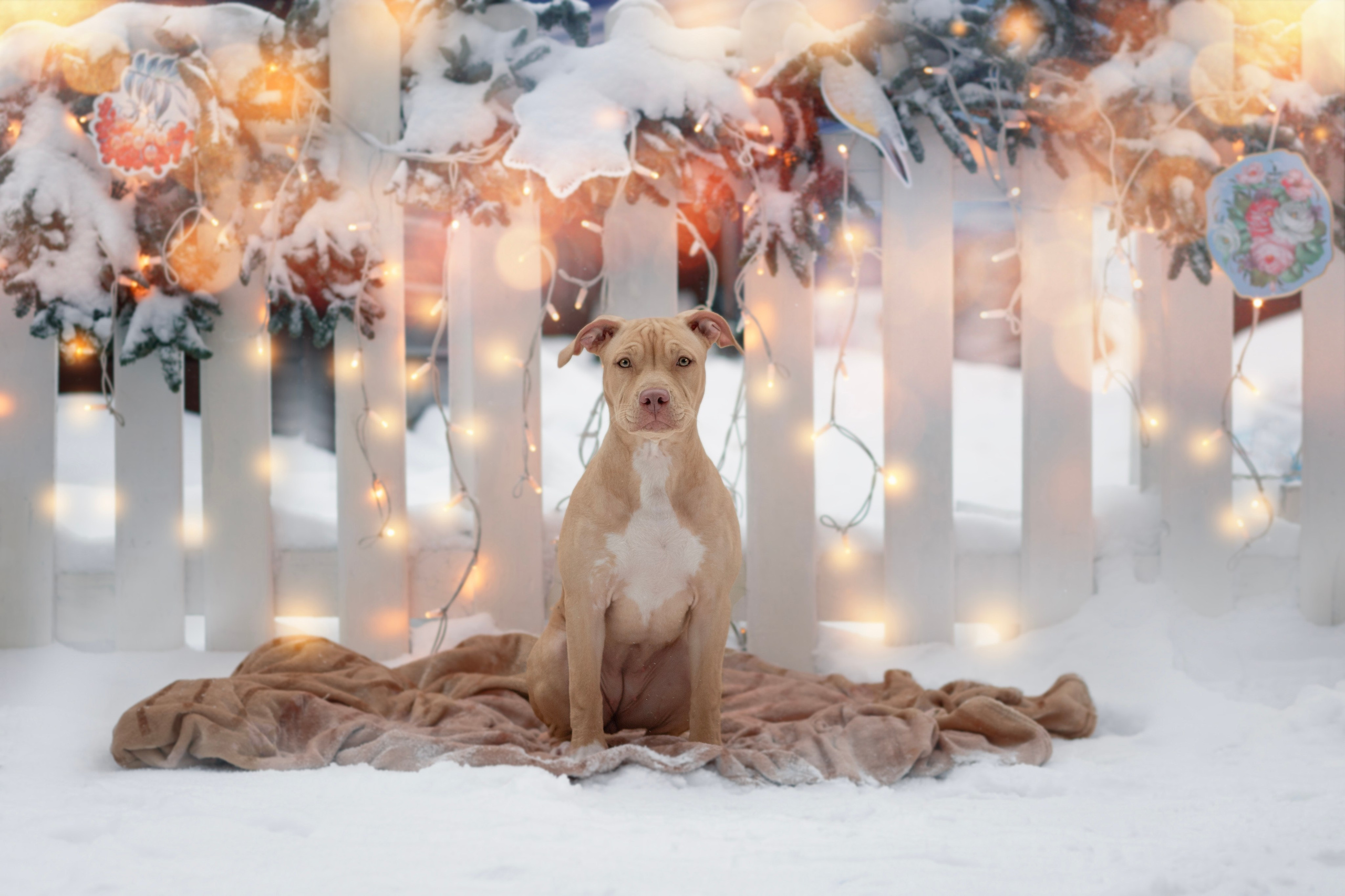 Фотосъёмка собак. Семейный и анималист фотограф в Переславле Анастасия Гусева