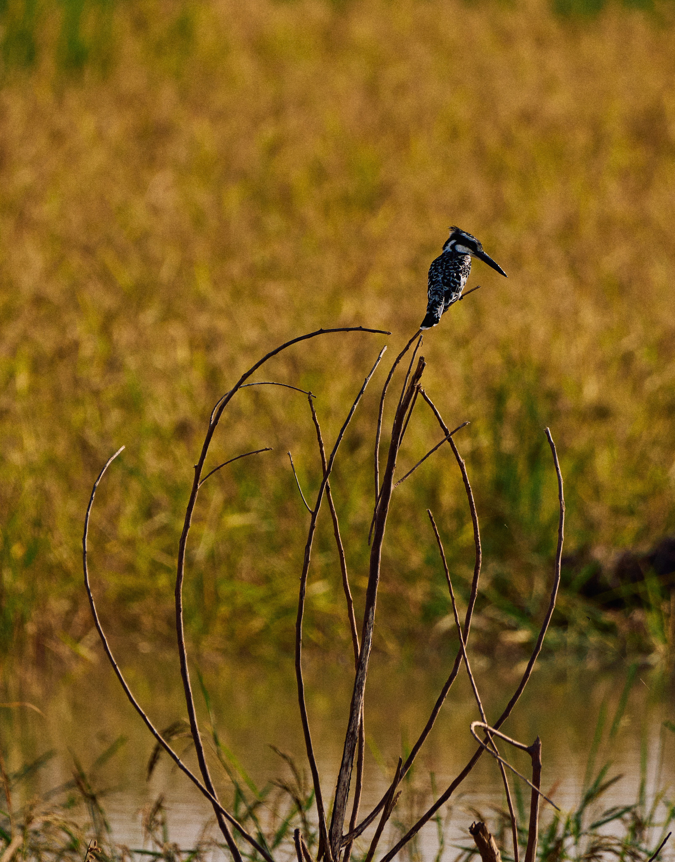 Gambia River. See the moment and catche. commercial and reportage