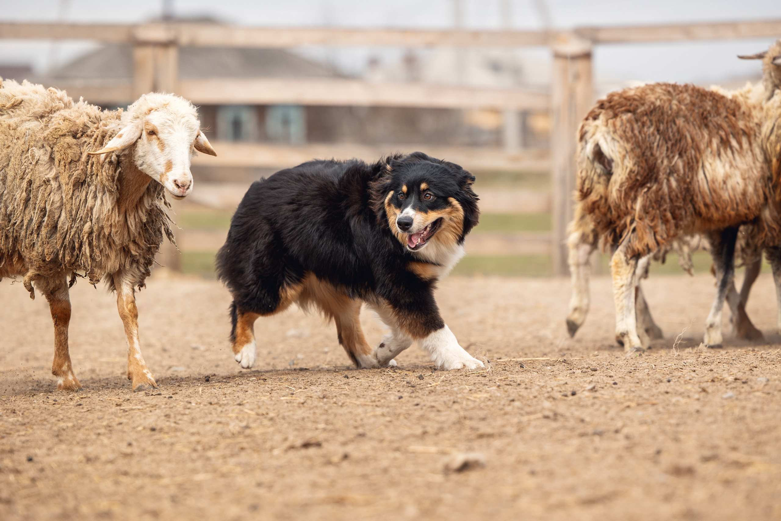 Ночь. YULA KOLESOVA | Фотограф — Анималист | Художник | Тюмень