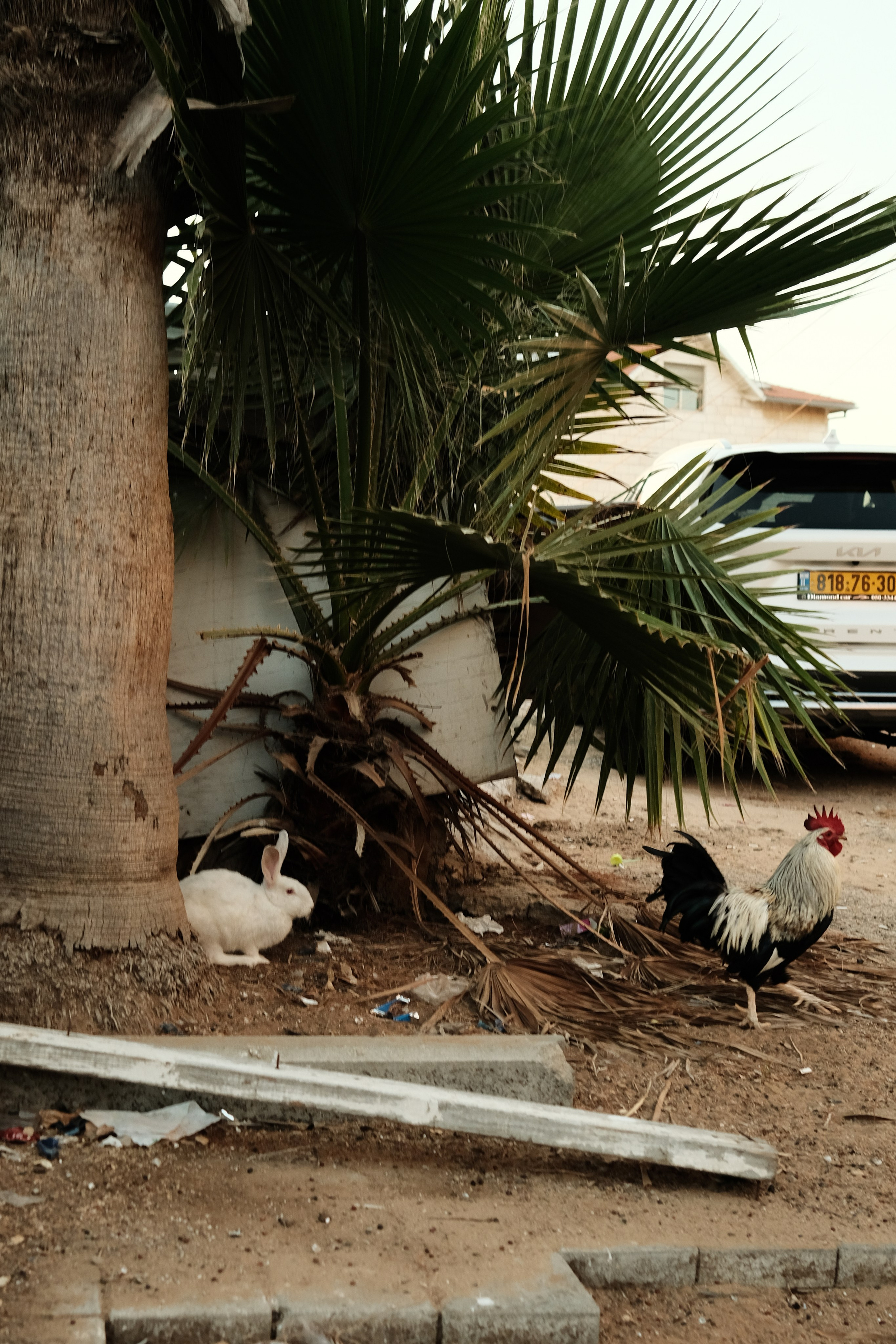 Фотографии Тель-Авива | Филипп Линзин. Репортажный и портретный фотограф в Санкт-Петербурге Филипп Линзин