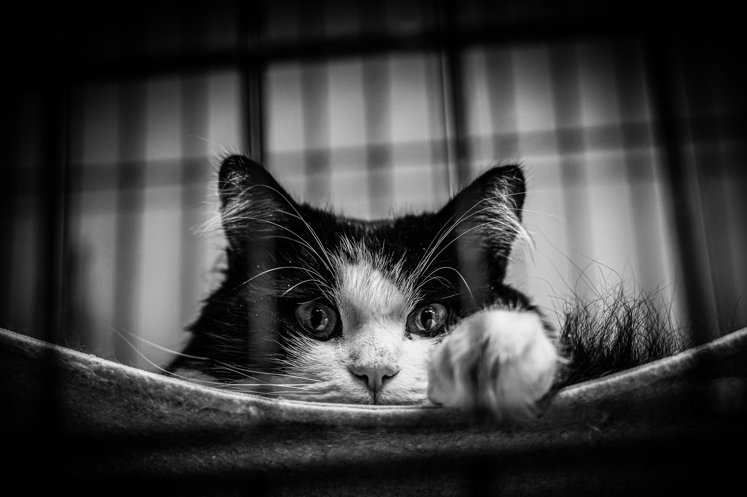 МУР КОША. Ekaterina Ageeva