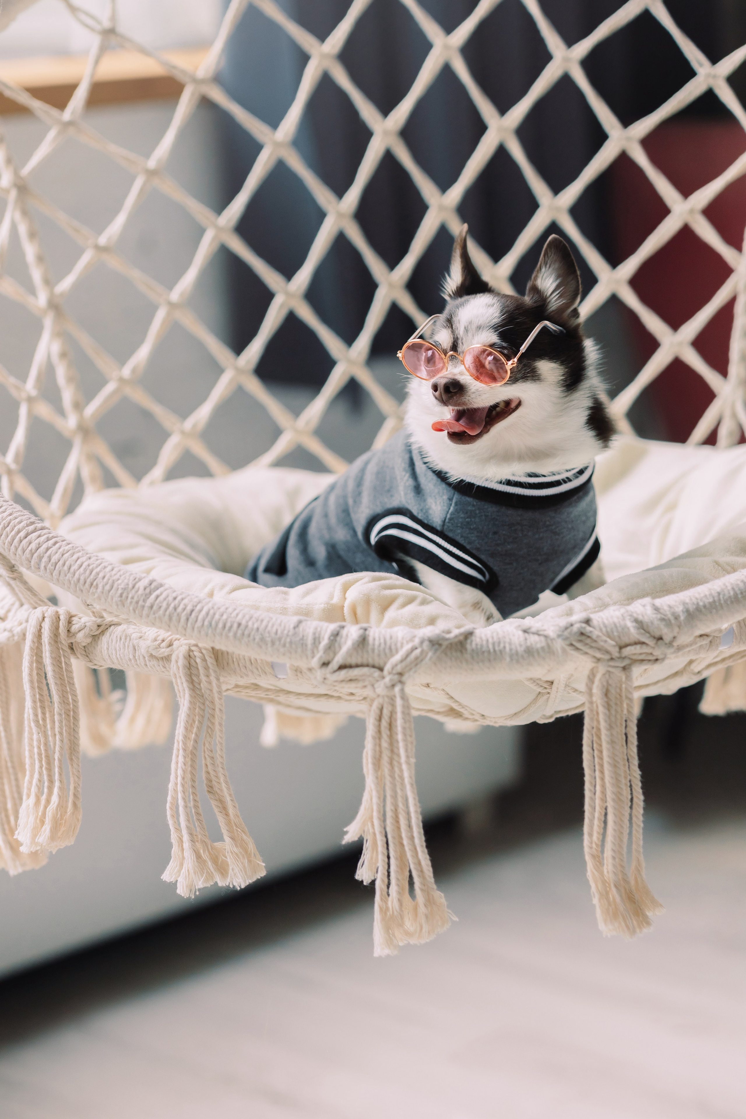 Магазин Friend of mine. Фотограф-анималист Елена Радченко, Москва