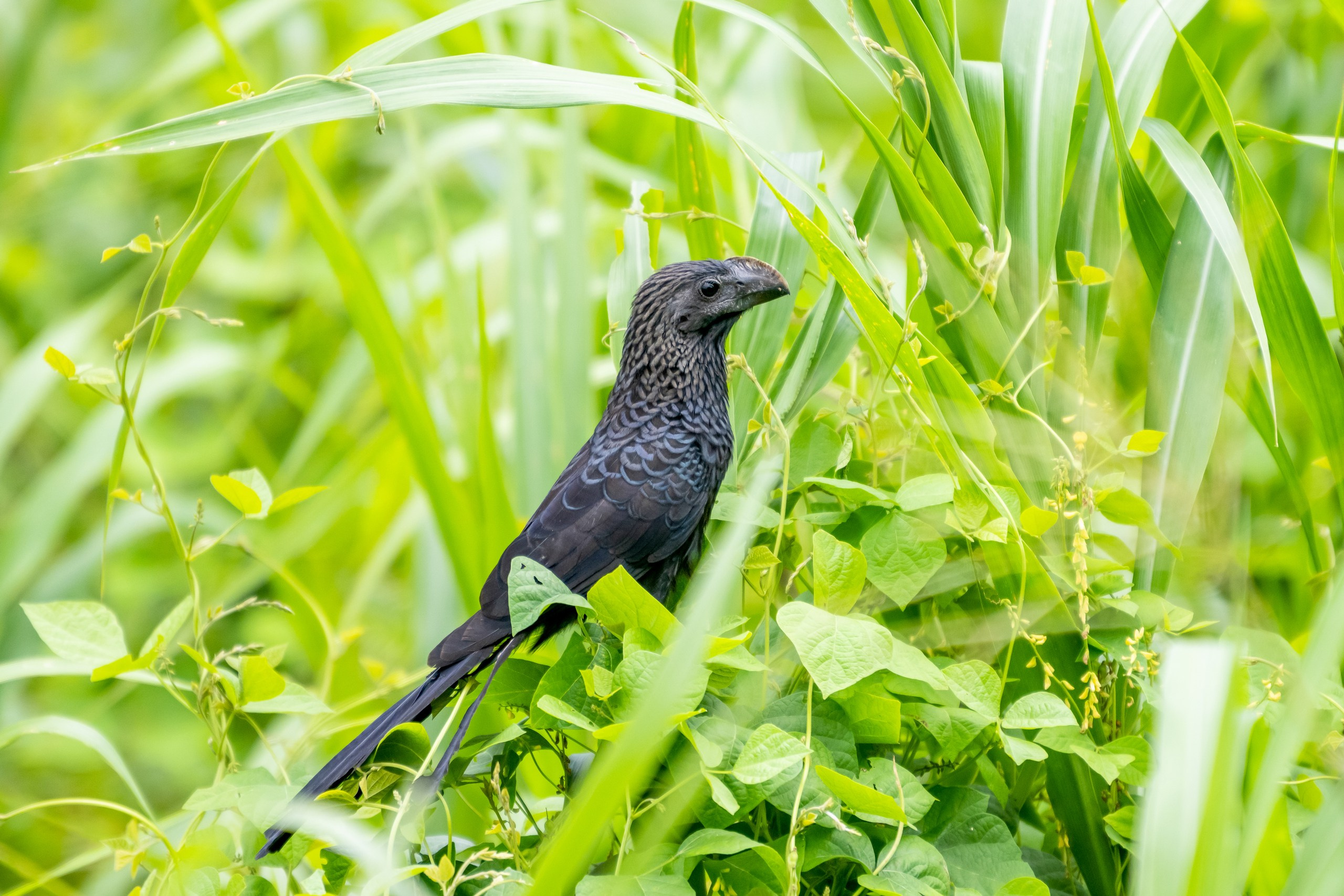 Джунгли Амазонки