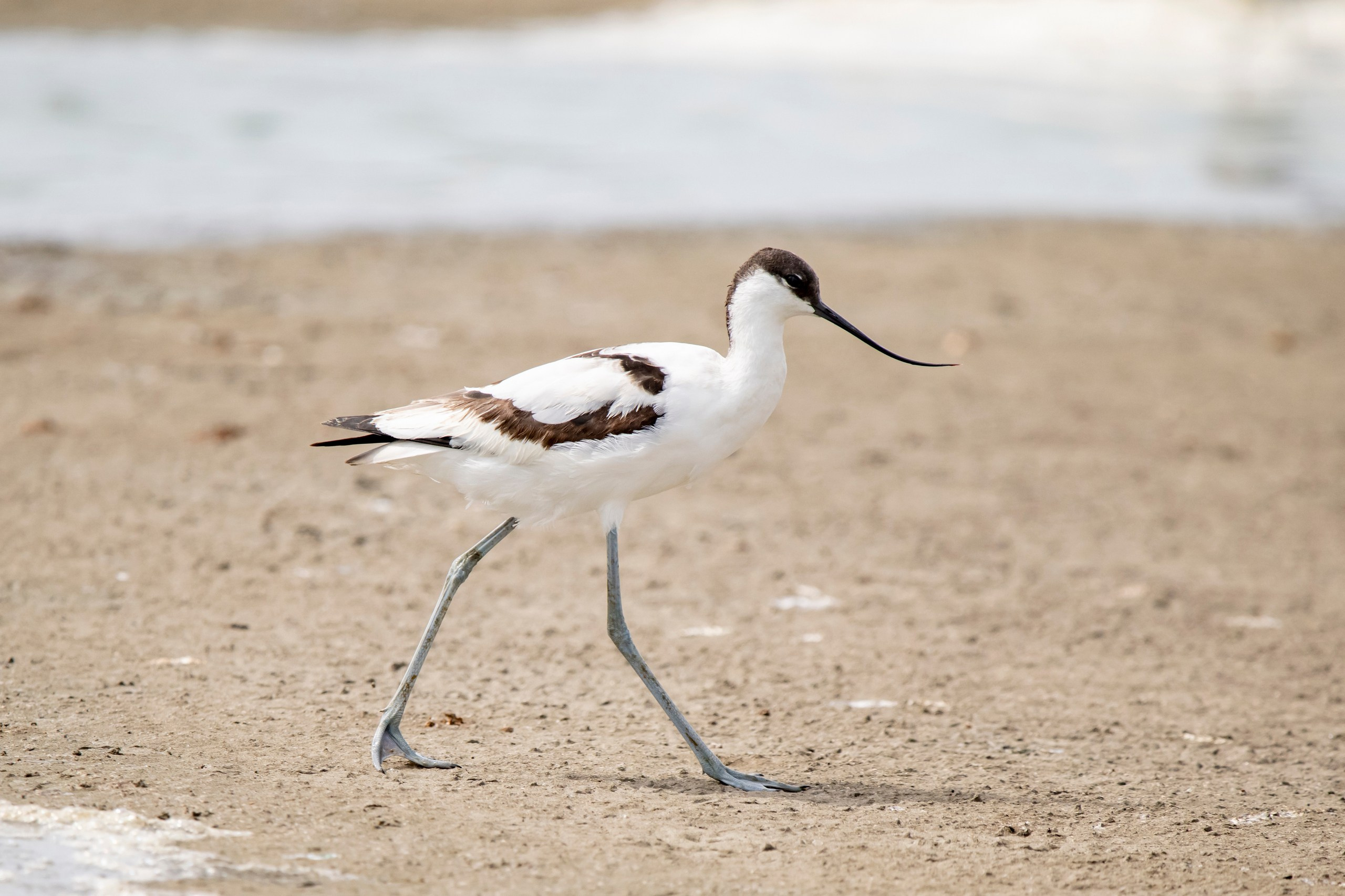 Природа Дагестана, сентябрь 2024. Foto-Zuev фотография как искусство