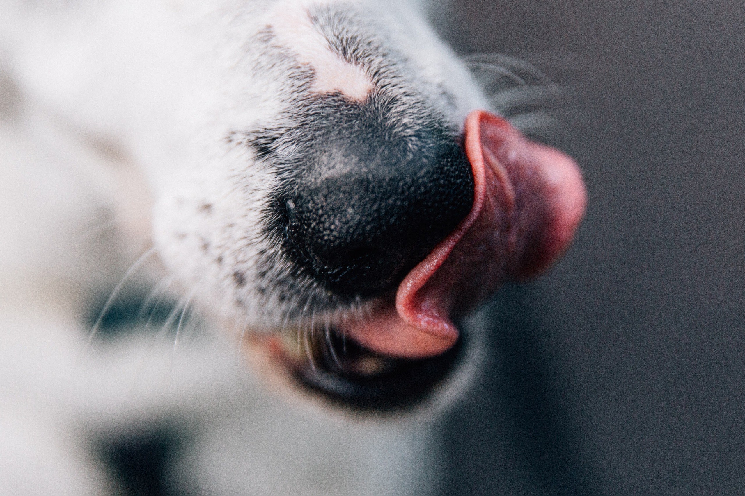 Саша и Белла. Фотограф-анималист в Москве Соломонова Варвара