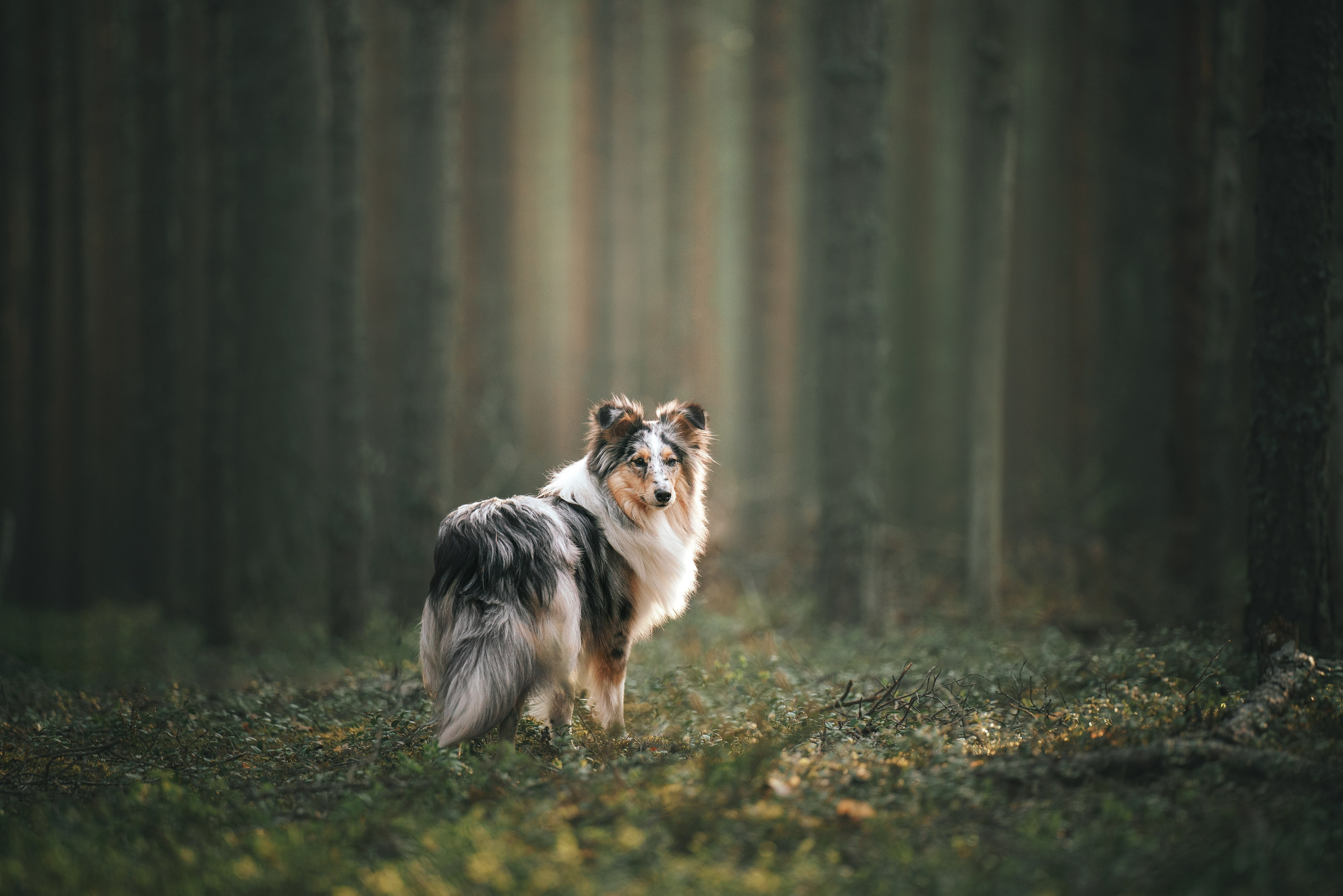 Мила и Лейла. Фотограф анималист Осипчикова Мария