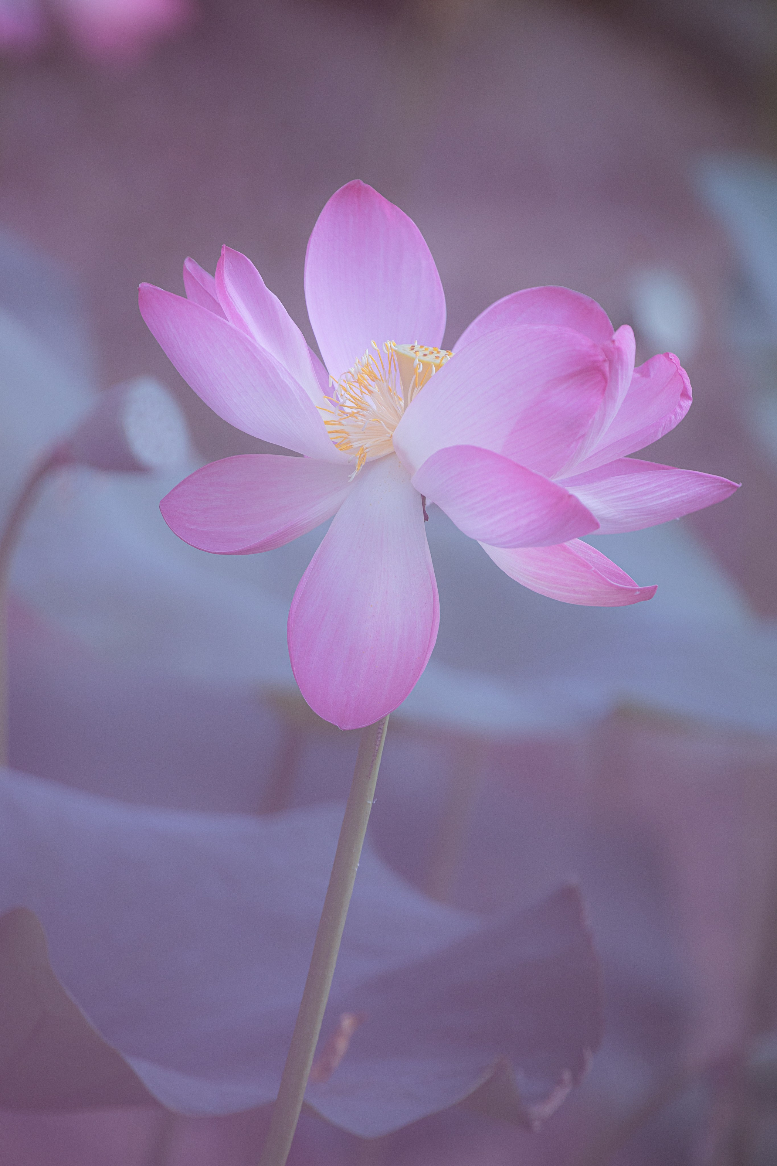 Астраханская область 2025 | Фотограф Дмитрий Купрацевич. Дмитрий Купрацевич профессиональный пейзажный и travel-фотограф