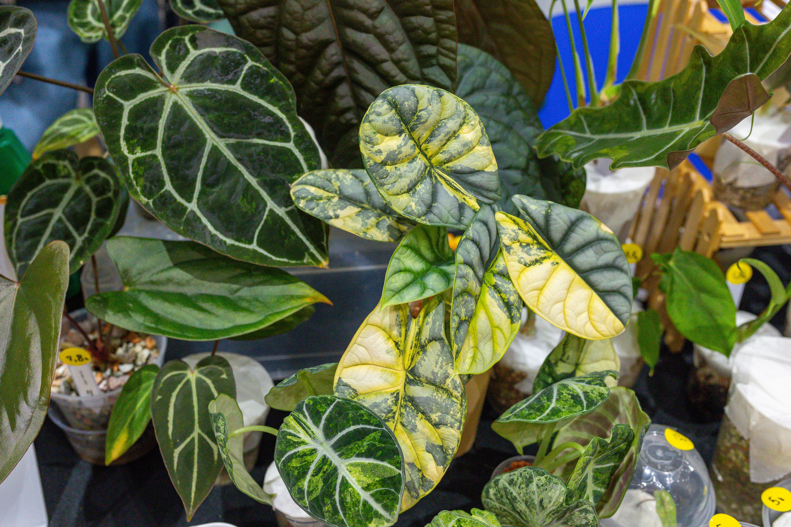 Монстериум 11–12 октября. Александра Куликова фотограф, Москва