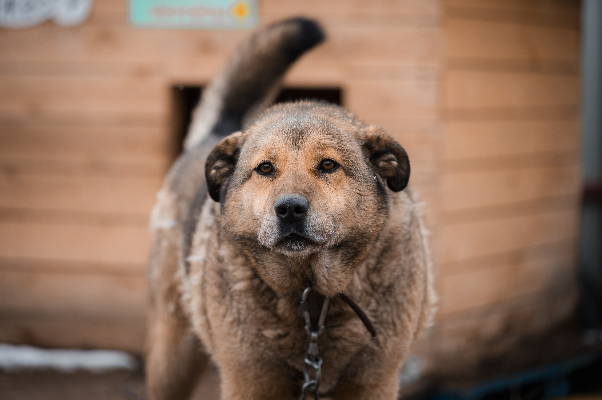 Джесс. Улыбка собаки — спасение и пристройство бездомных собак