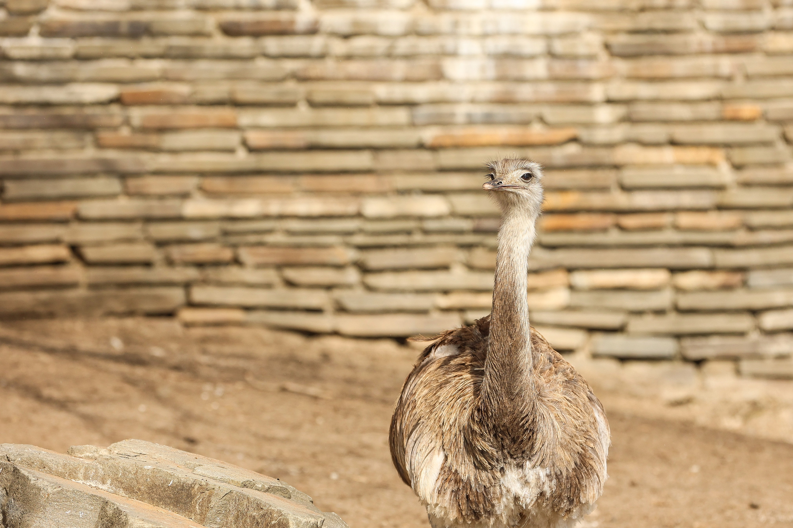 Зоопарк Малинки. Фотограф-АниМалист Анна Абрамова